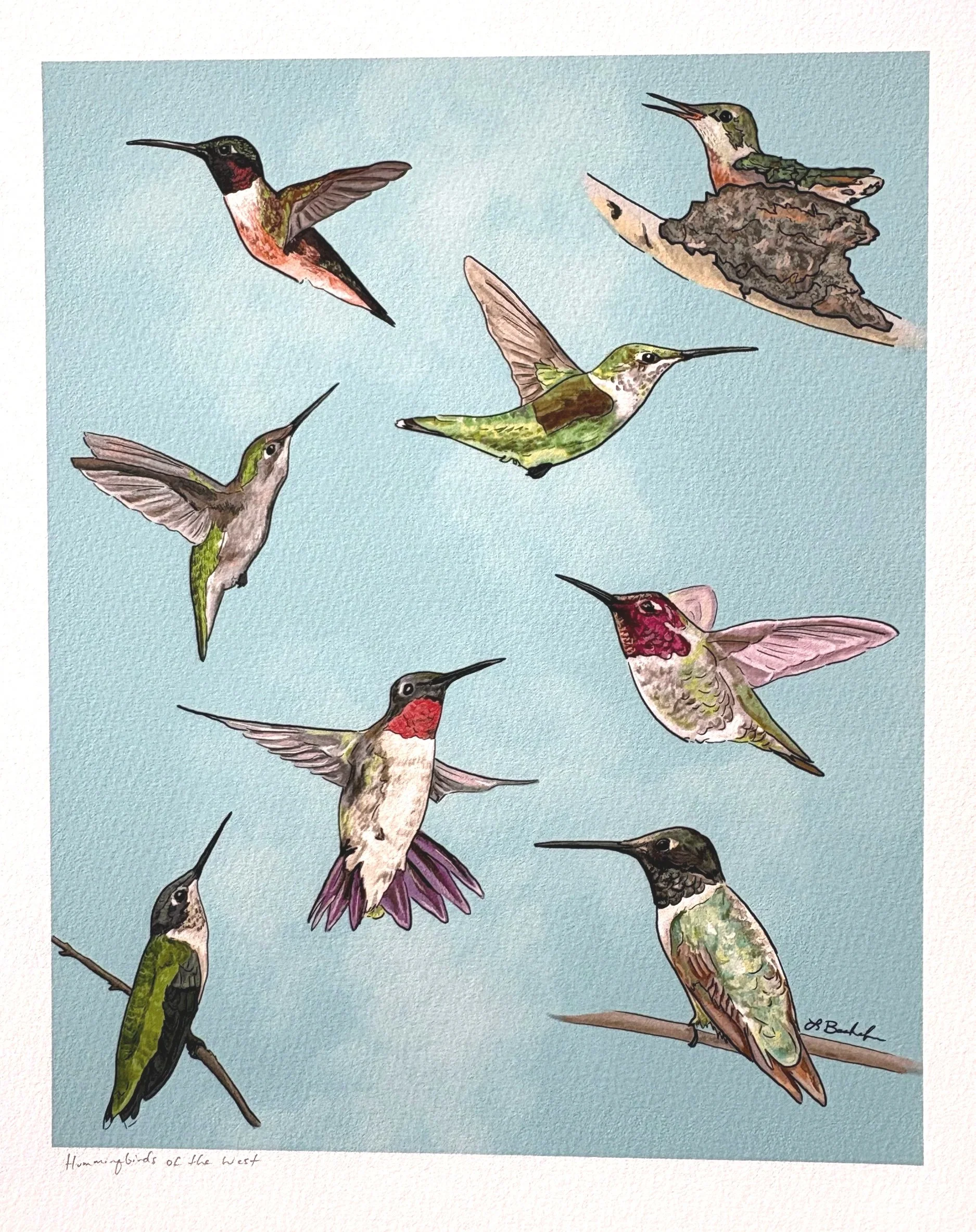 Hummingbirds+3.jpg