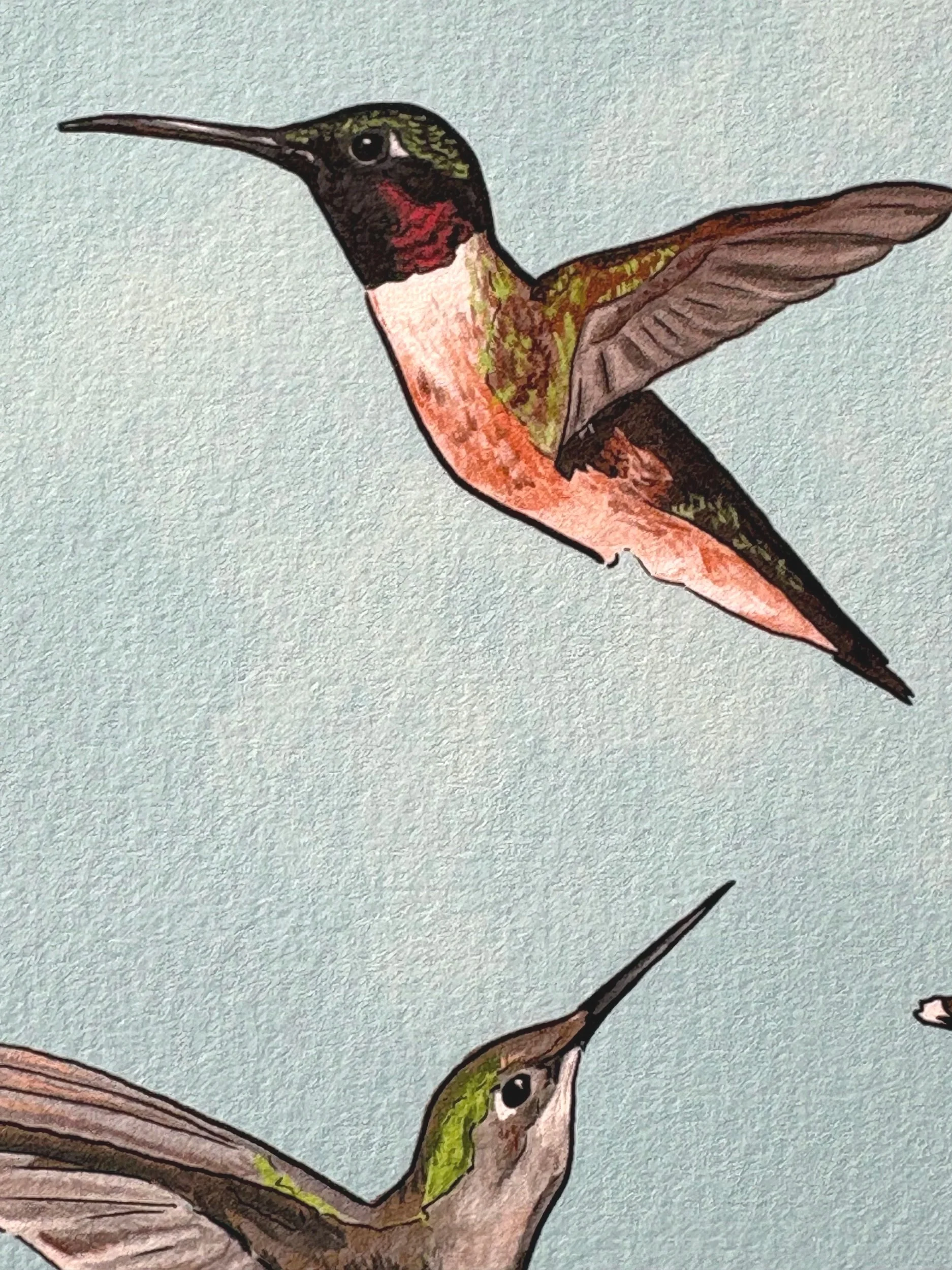 Humminbirds+6.jpg