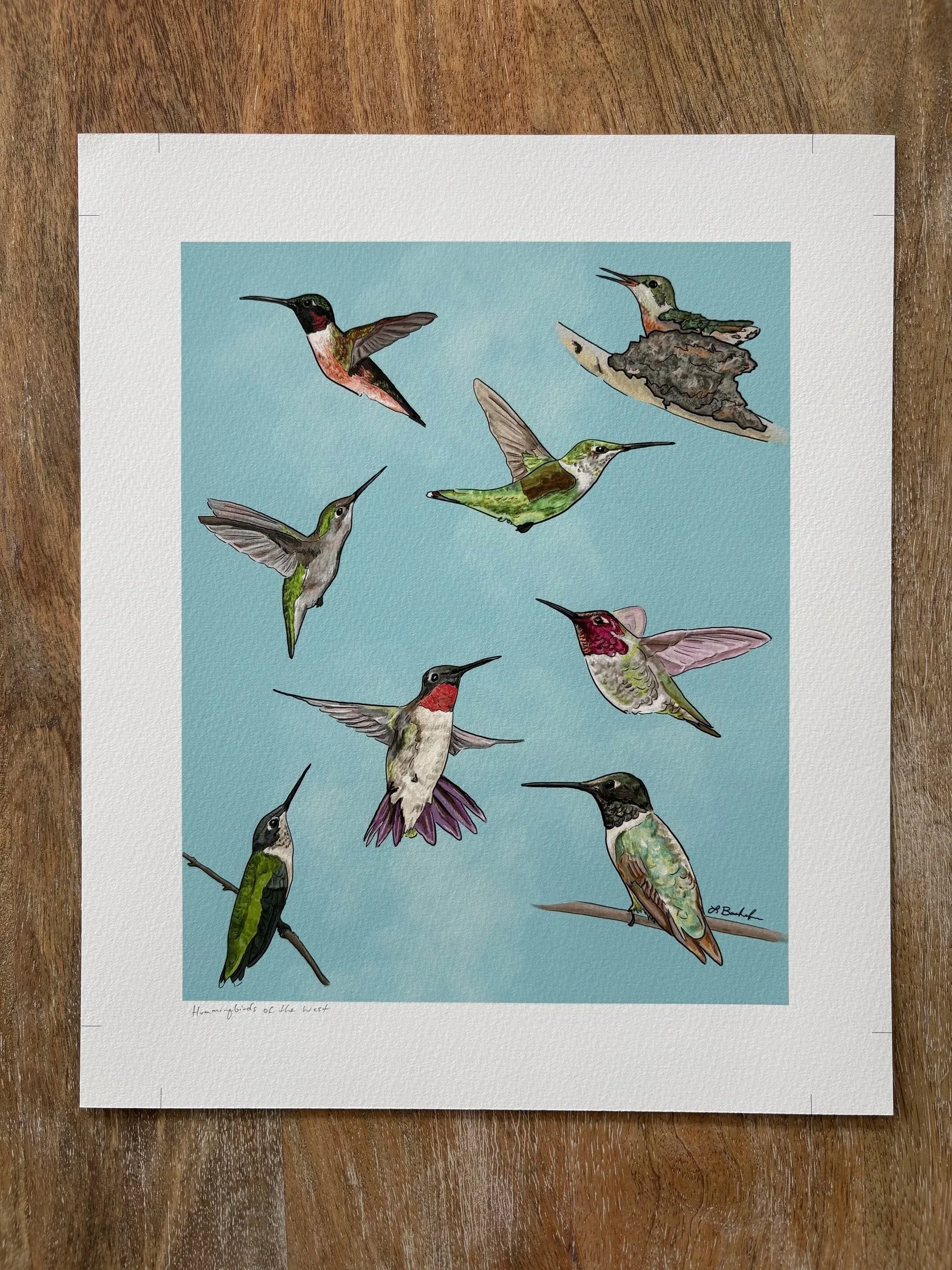 Hummingbirds+2.jpg