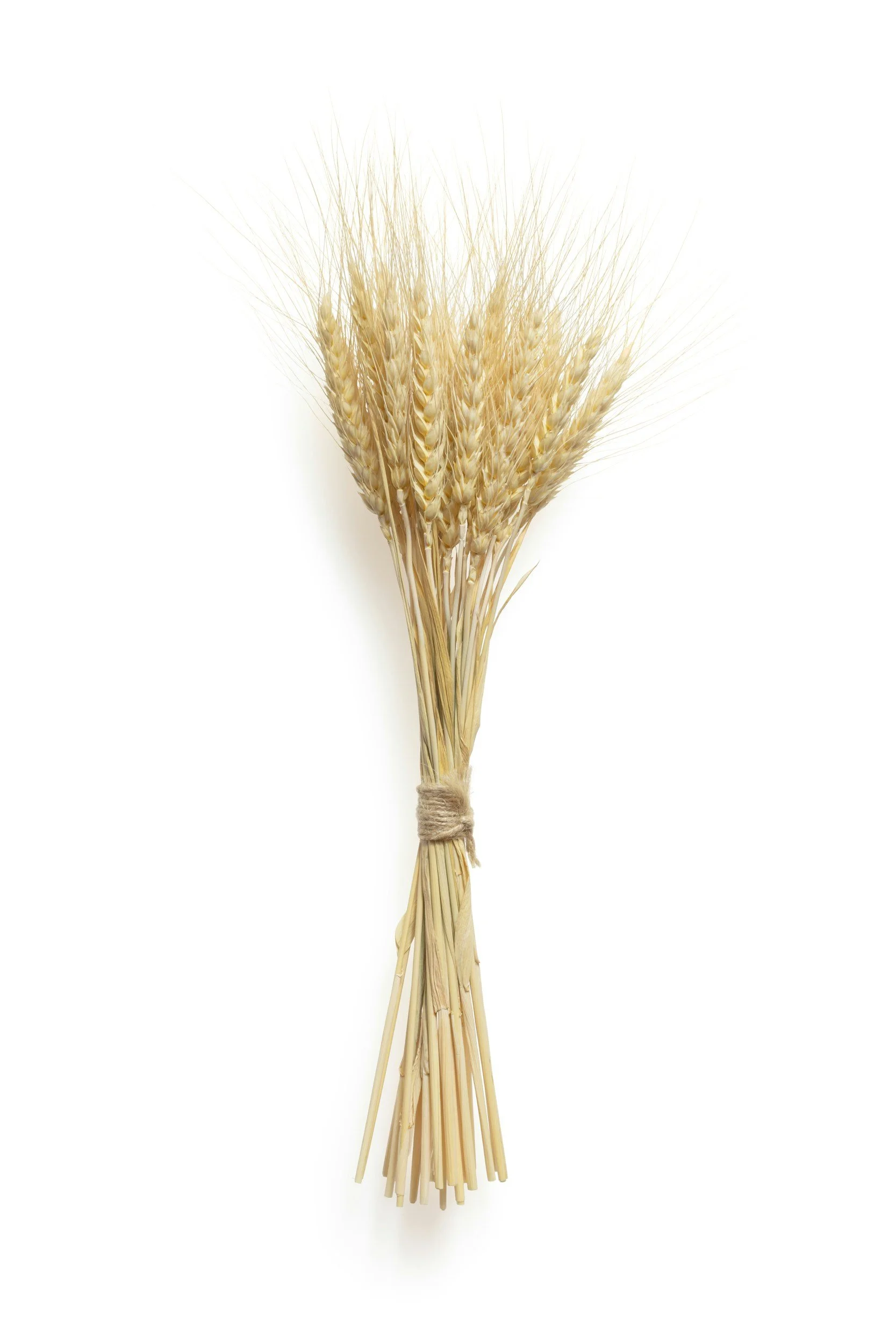 Bundled wheat stalks with golden heads and long, thin awns against a white background.