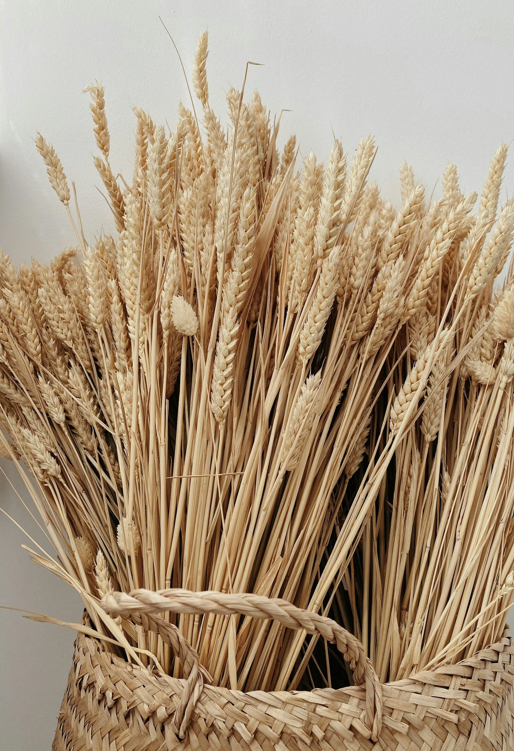 A basket filled with dried wheat stalks and wheat flowers against a plain background.