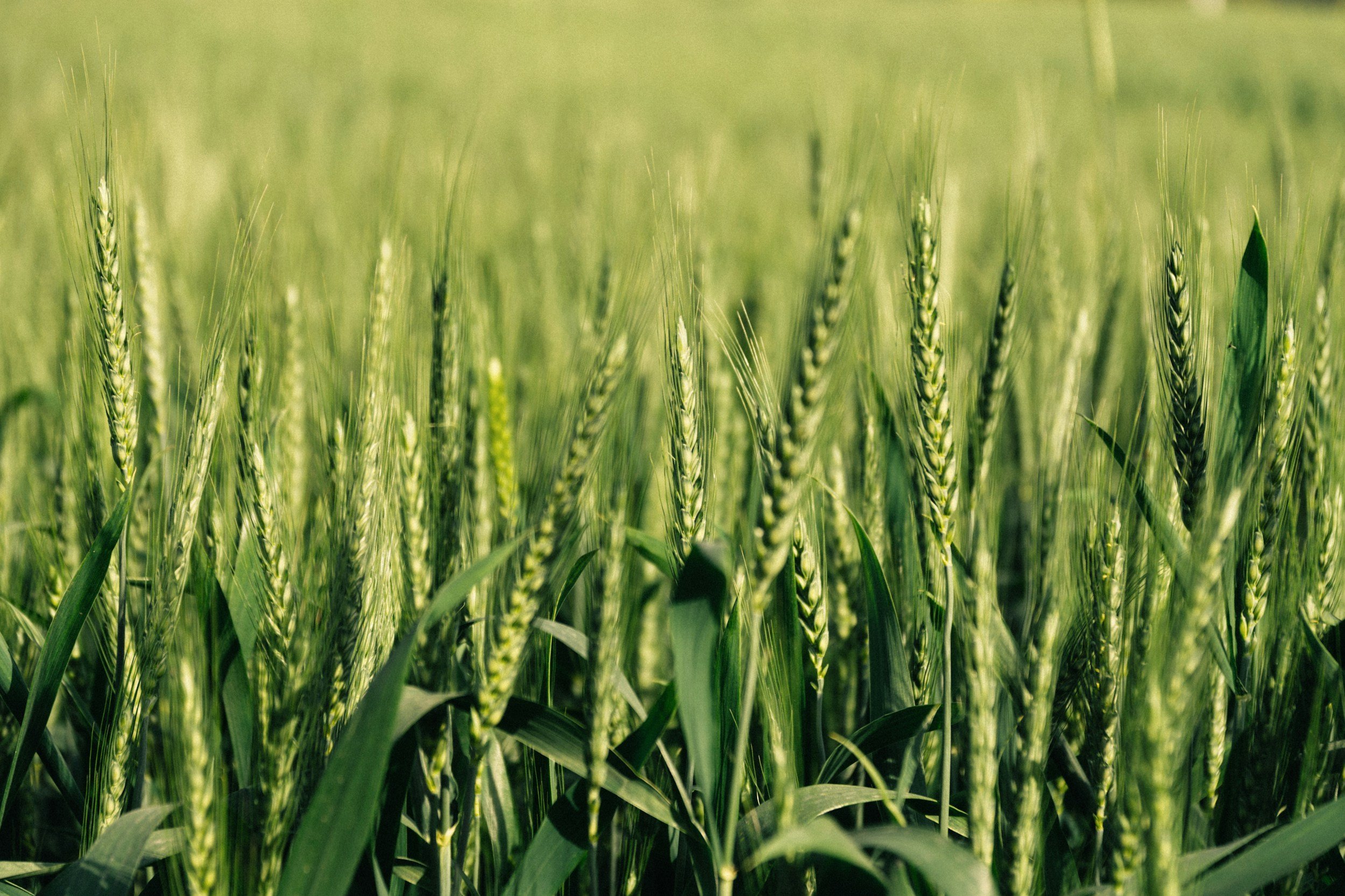 Green wheat or barley field with growing crop heads.