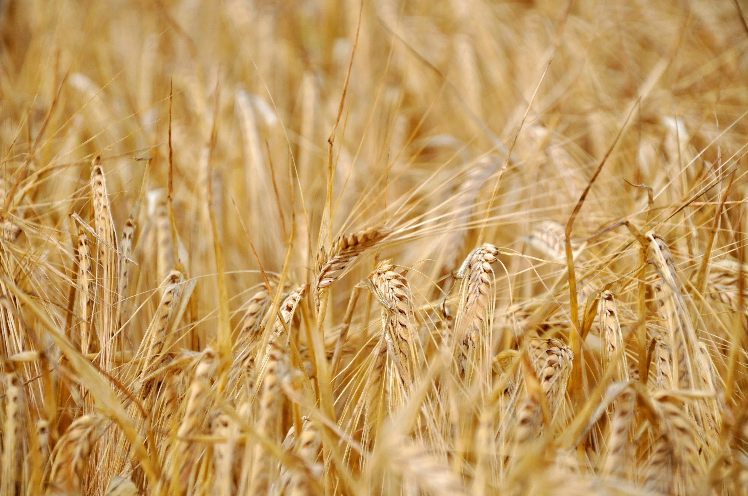 Close-up of a wheat field with golden wheat stalks and heads of wheat.