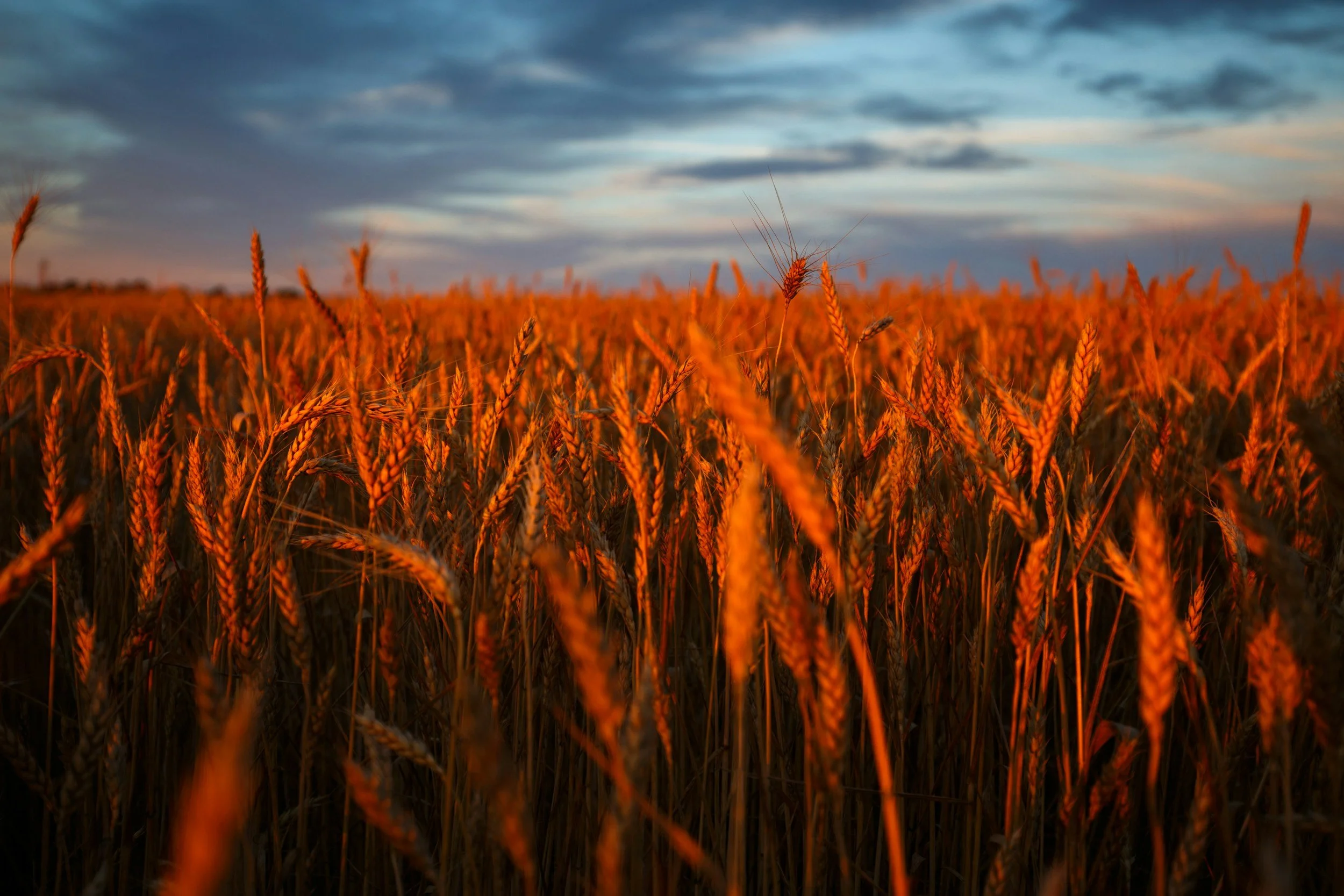 A golden wheat field at sunset with a partly cloudy sky.