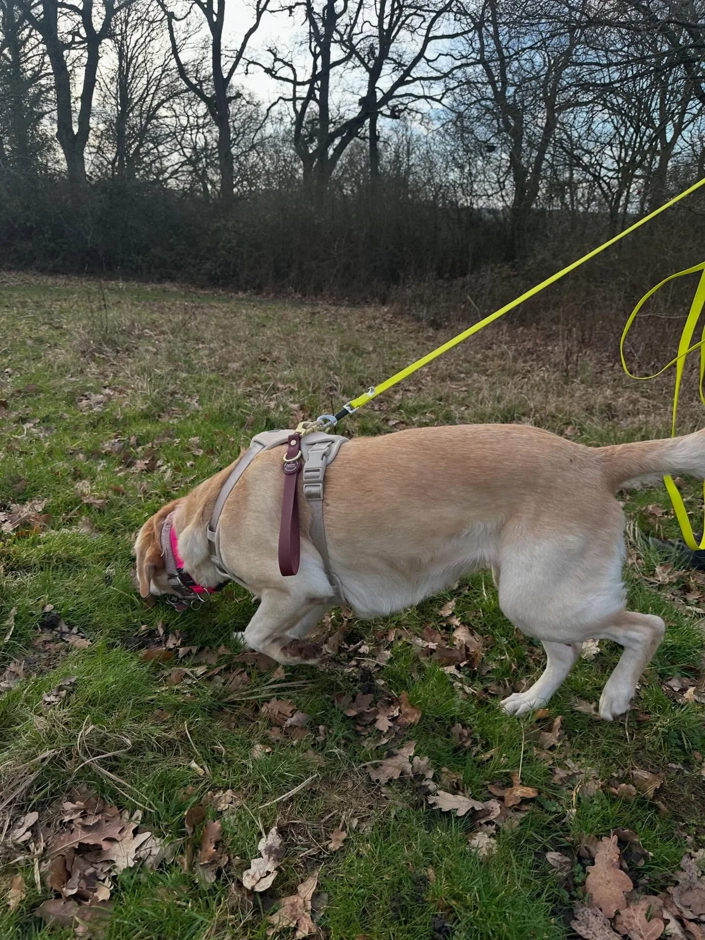 Trailing happened today and honestly &mdash; what a lovely session. 💙
Four teams worked beautifully, two smashed their double blinds, and confidence was growing across the board. We also had two dogs who are a little unsure around people, and both m