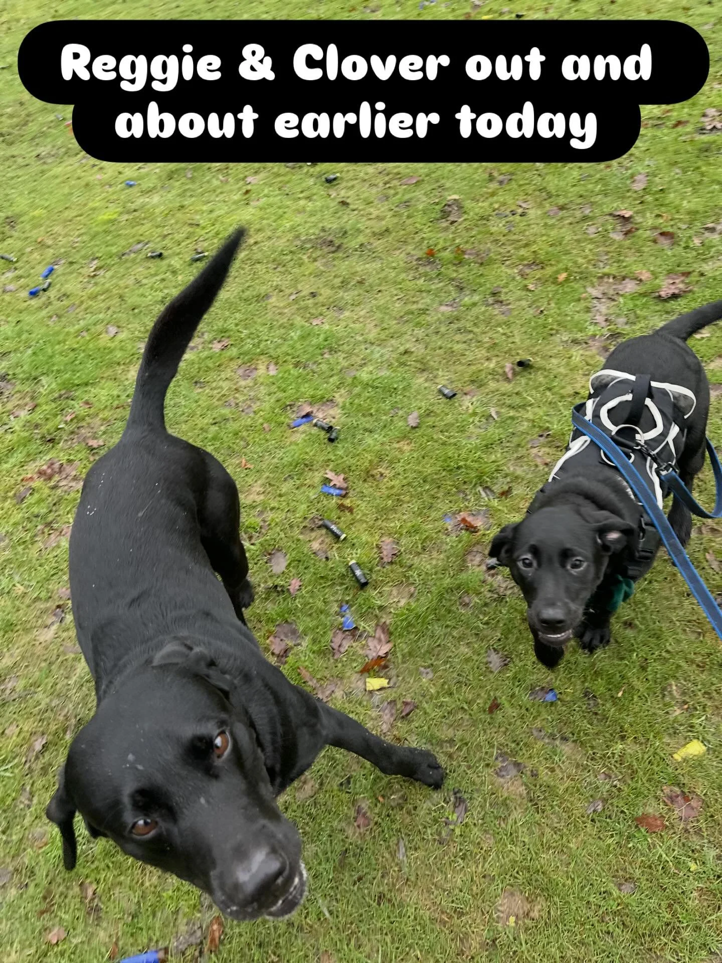 Clover seems to be growing at a rate of knots.