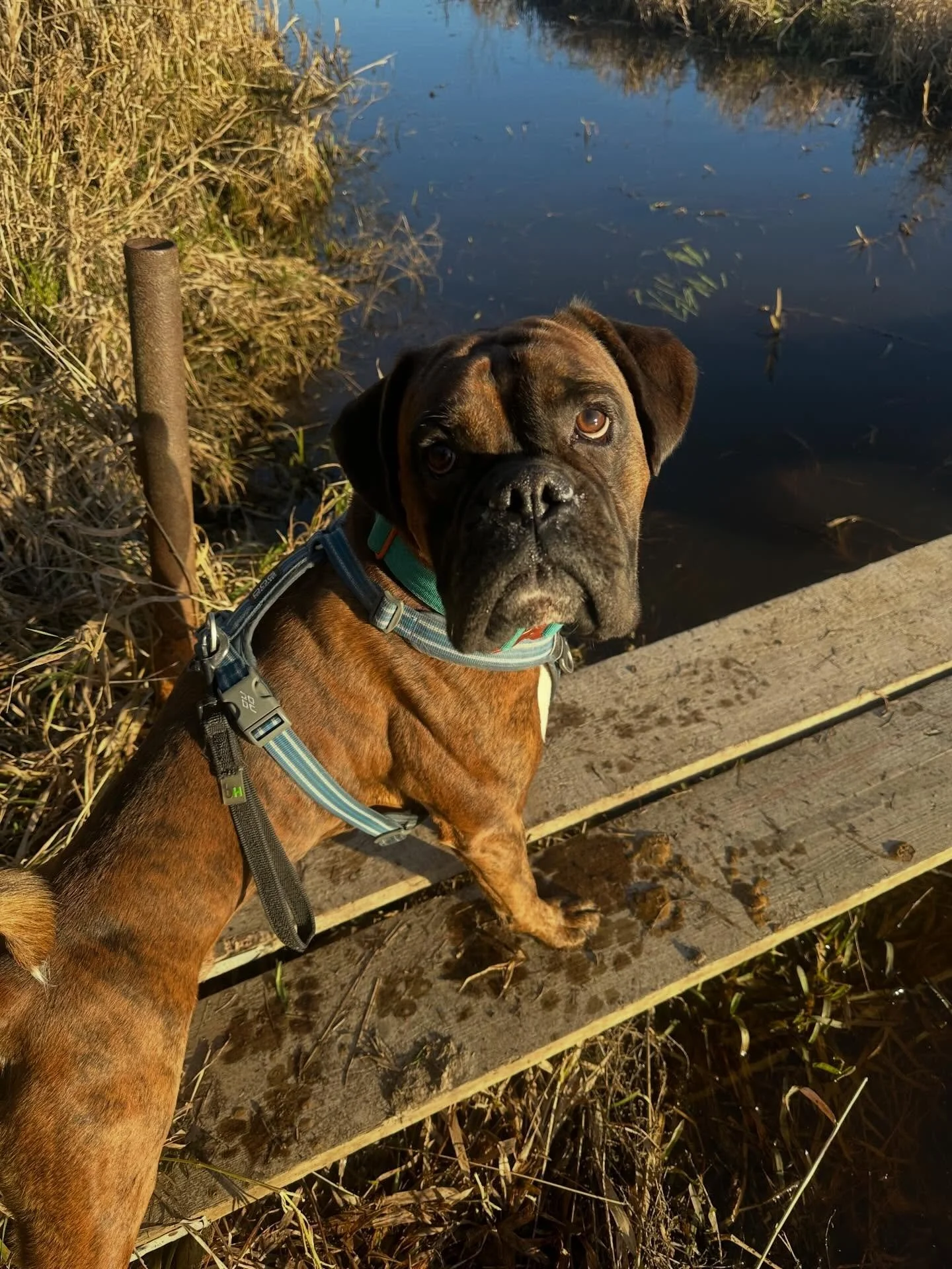 We had a lovely walk today and met another dog who came over for a play. Often dogs don&rsquo;t quite understand boxer play and it can feel a bit too much for them, so it was really nice to see such a positive interaction.