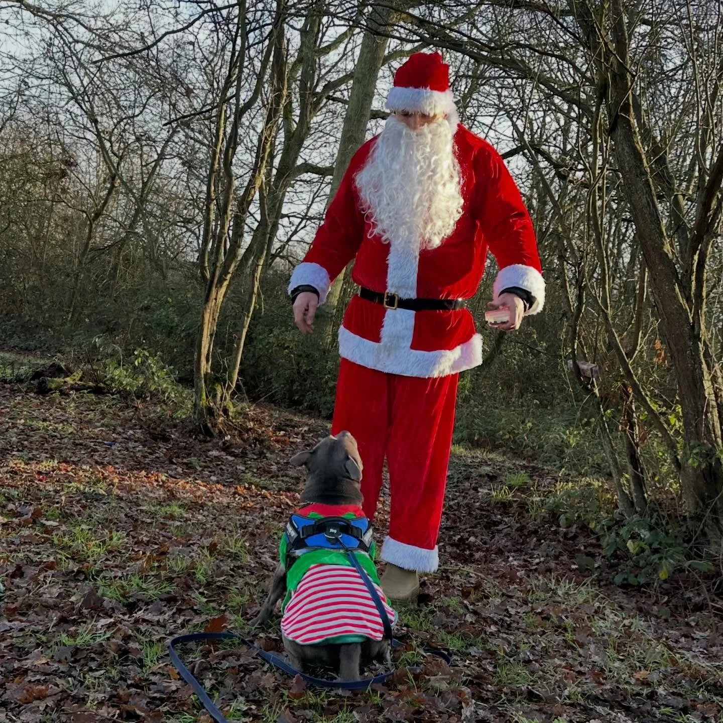 What a weekend 🎄
Santa had a bit of a mishap and lost a whole load of presents in the woods&hellip; so he called in the Mantrailing teams for help.

15 teams answered the call (with a few elves tagging along too) and did an absolutely brilliant job 