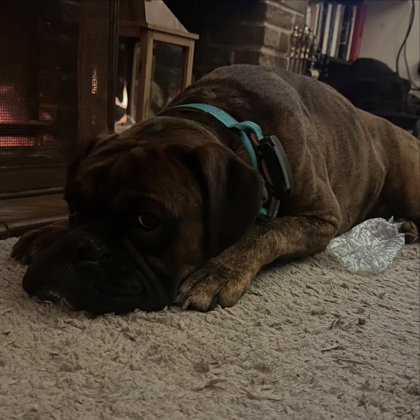 @boxer_boy_hudson has had a love for plastic bottles since a puppy.  He now settles in front of the fire with them.  Strange pup.