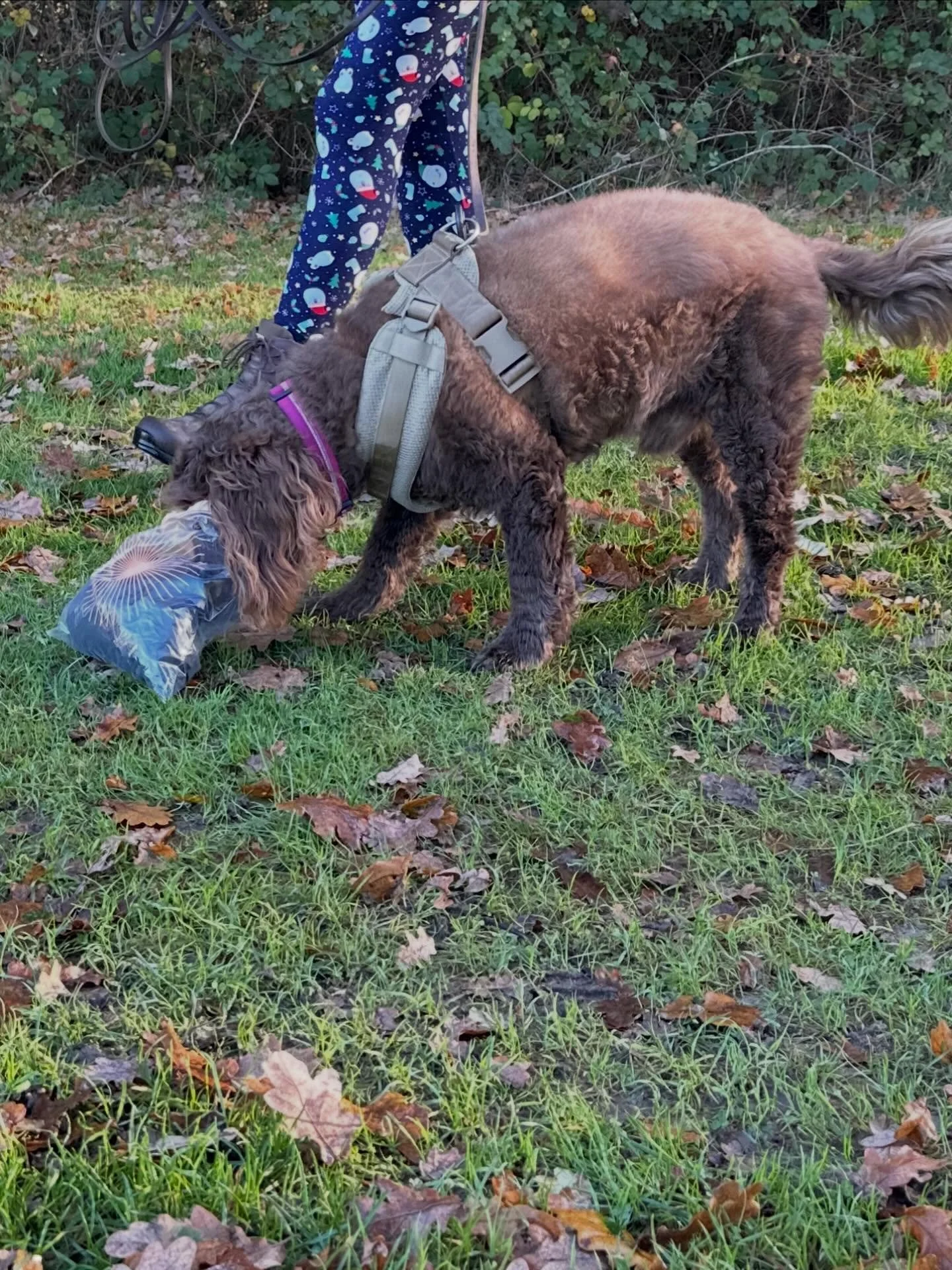 The trailing fun doesn&rsquo;t stop.  Trailing on Friday was up at the training ground.
