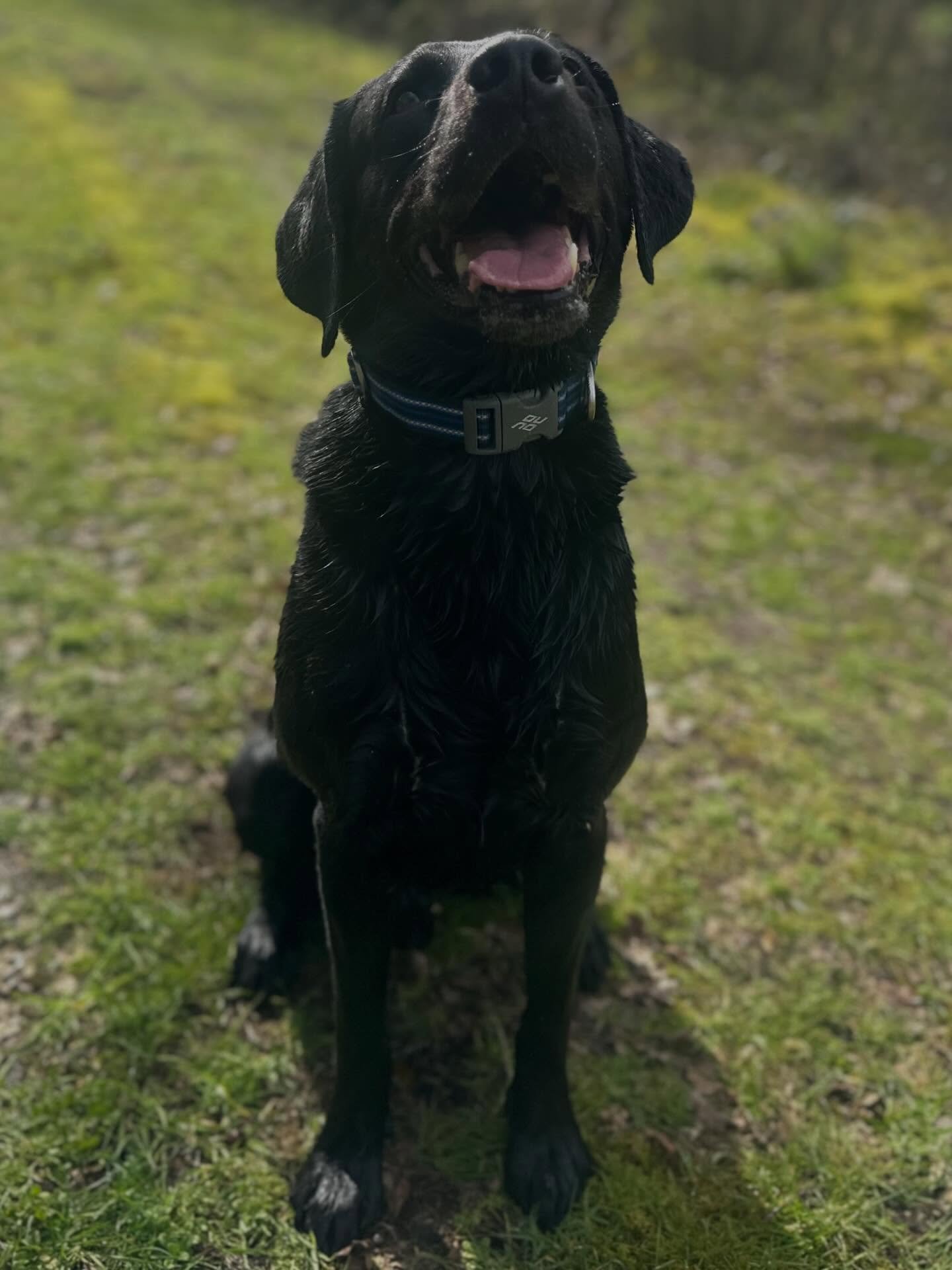 Very happy after a jump about in the stinky pond.