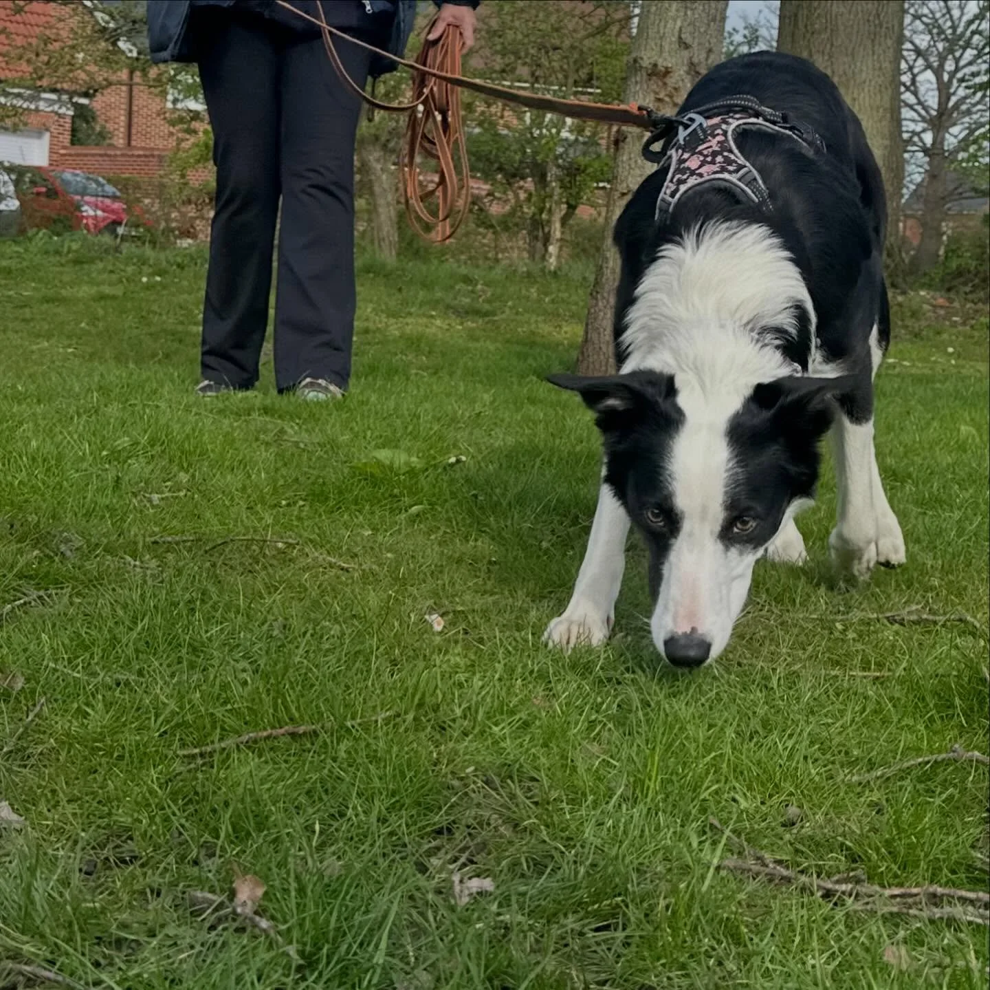 Fabulous trailing sessions at over the Easter weekend.  Yesterday we were over at Chesterwell for a good mix of urban and rural trailing. 

#mantrailing