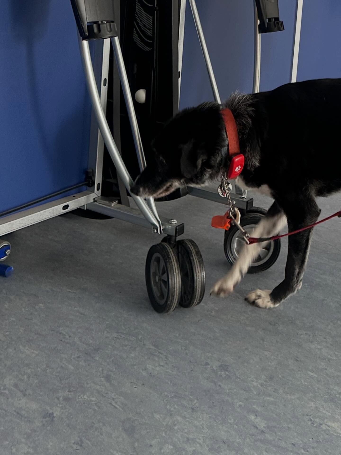 Lovely 121 search session at Peldon &amp; Wigborough Village Hall this morning.  #scentdetection @the_college_of_scent_dogs
