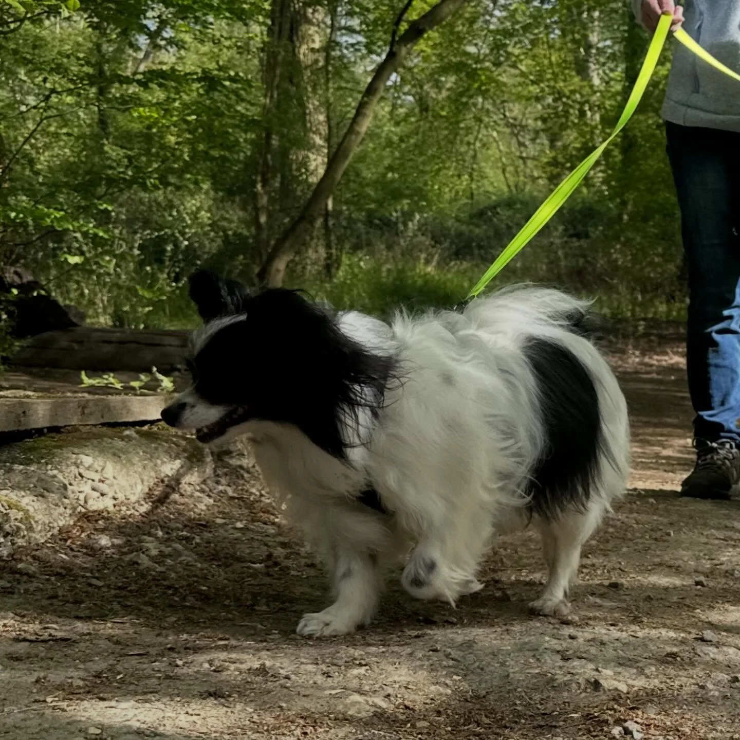 Another fabulous trailing session was had in Sunday. 

#doberman #mantrailing #papillon #collie #labrador