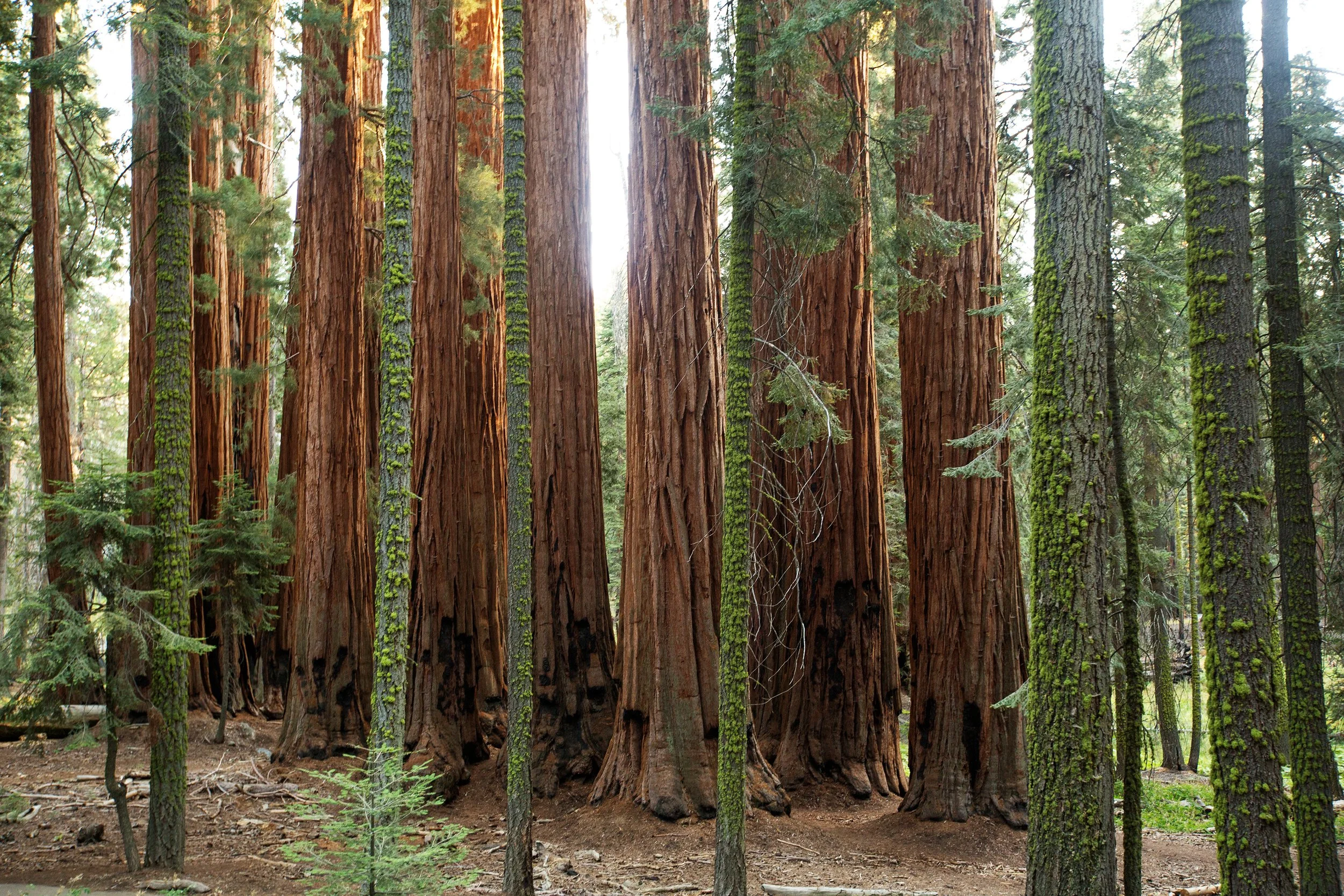 A forest scene with tall, thick redwood trees with reddish-brown bark and green moss growing on some trunks.