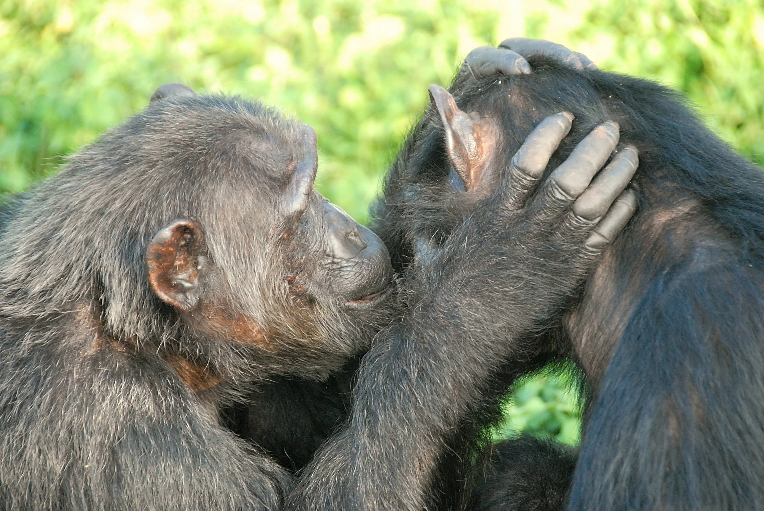 Chimps grooming each other (by Alicia P. Melis)