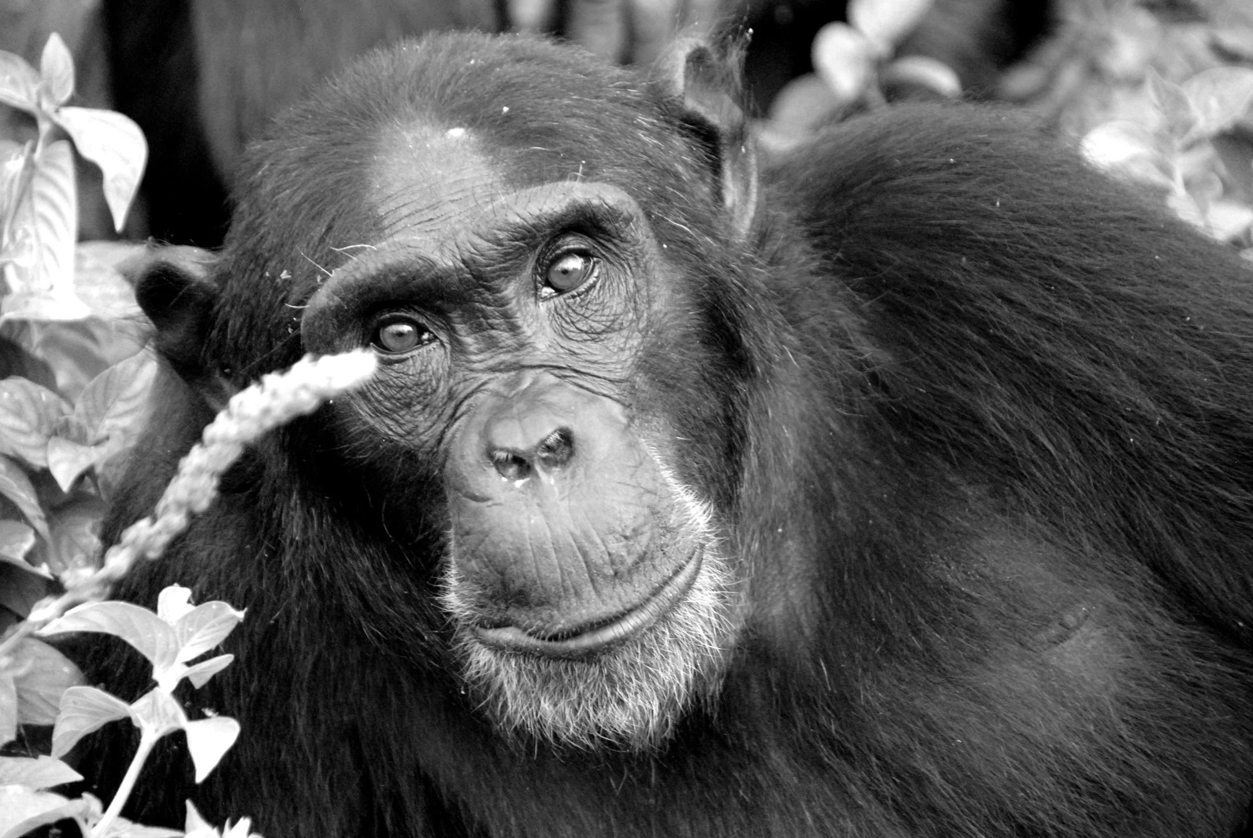 @APMelis_NgambaChimp