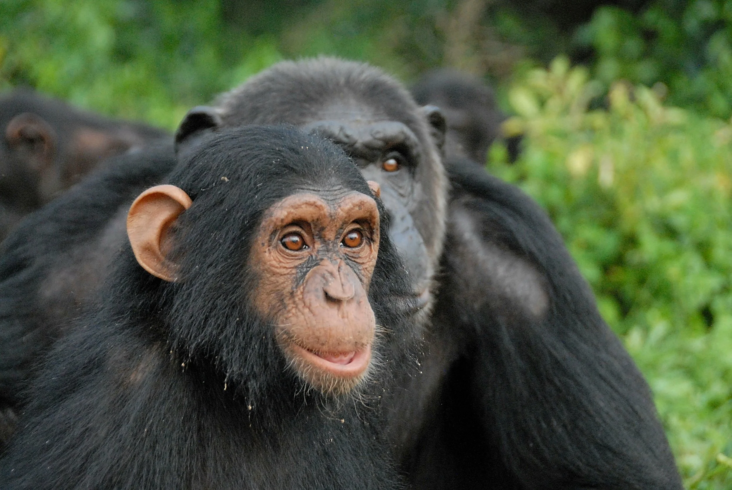 Close-up of a young chimpanzee with an open-mouth smile in front of an adult chimpanzee amid green foliage. Photo by Alicia P. Melis