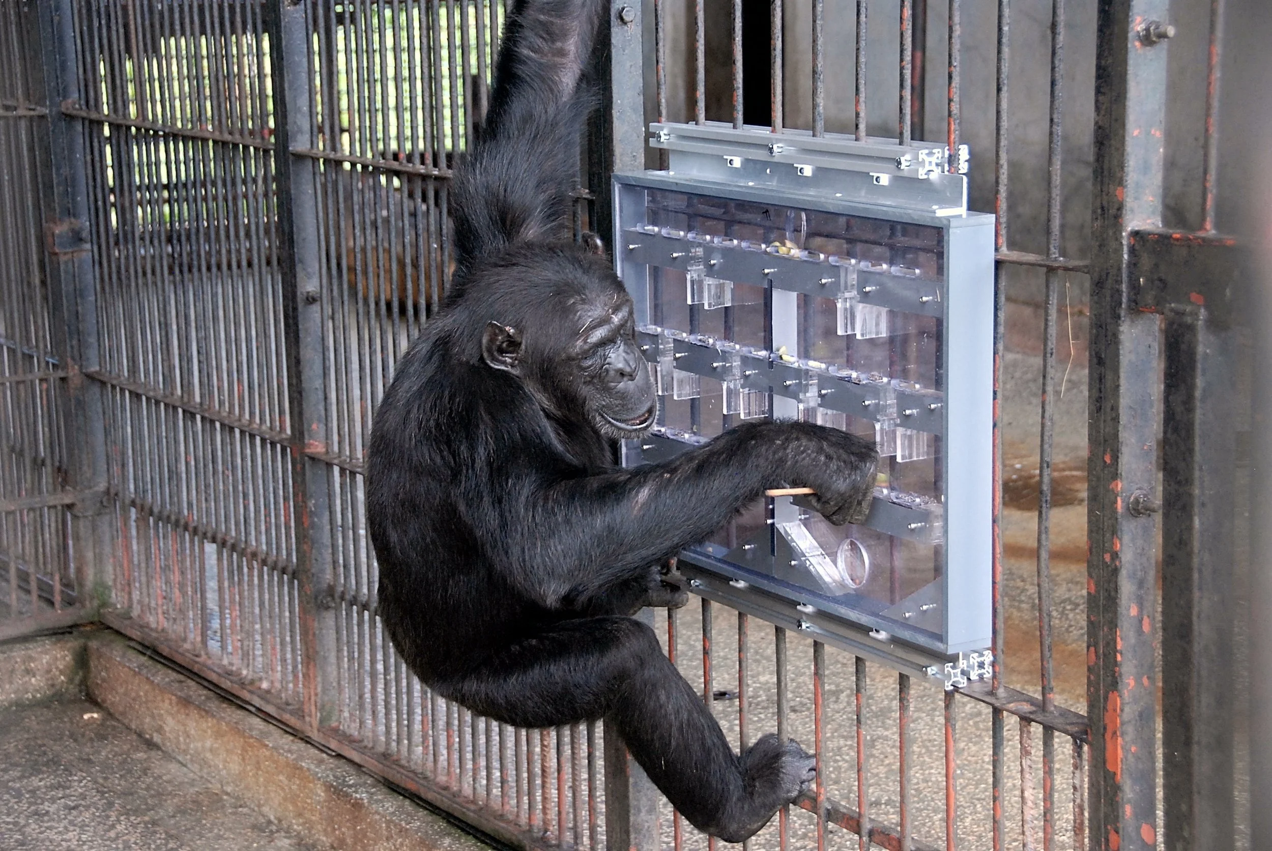Chimp solving planning task
