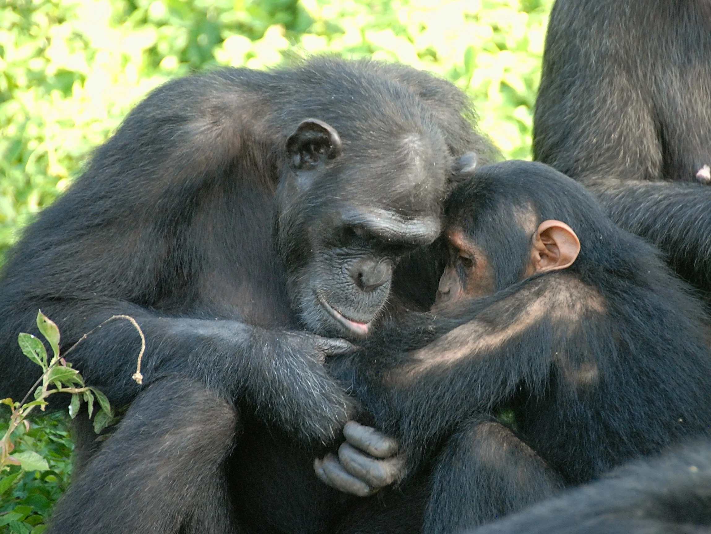 Chimp helping infant (by Alicia P. Melis)