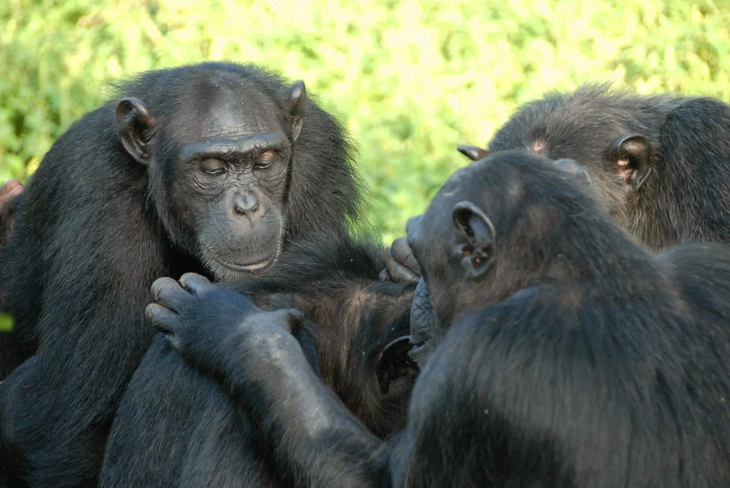 Three chimpanzees huddling together outdoors