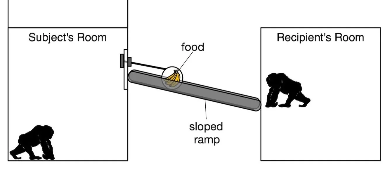 Helping paradigm from Melis et al. (2011)