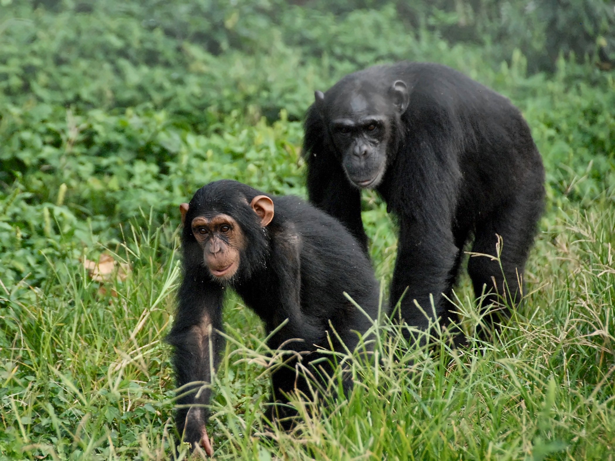 Ngamba chimps