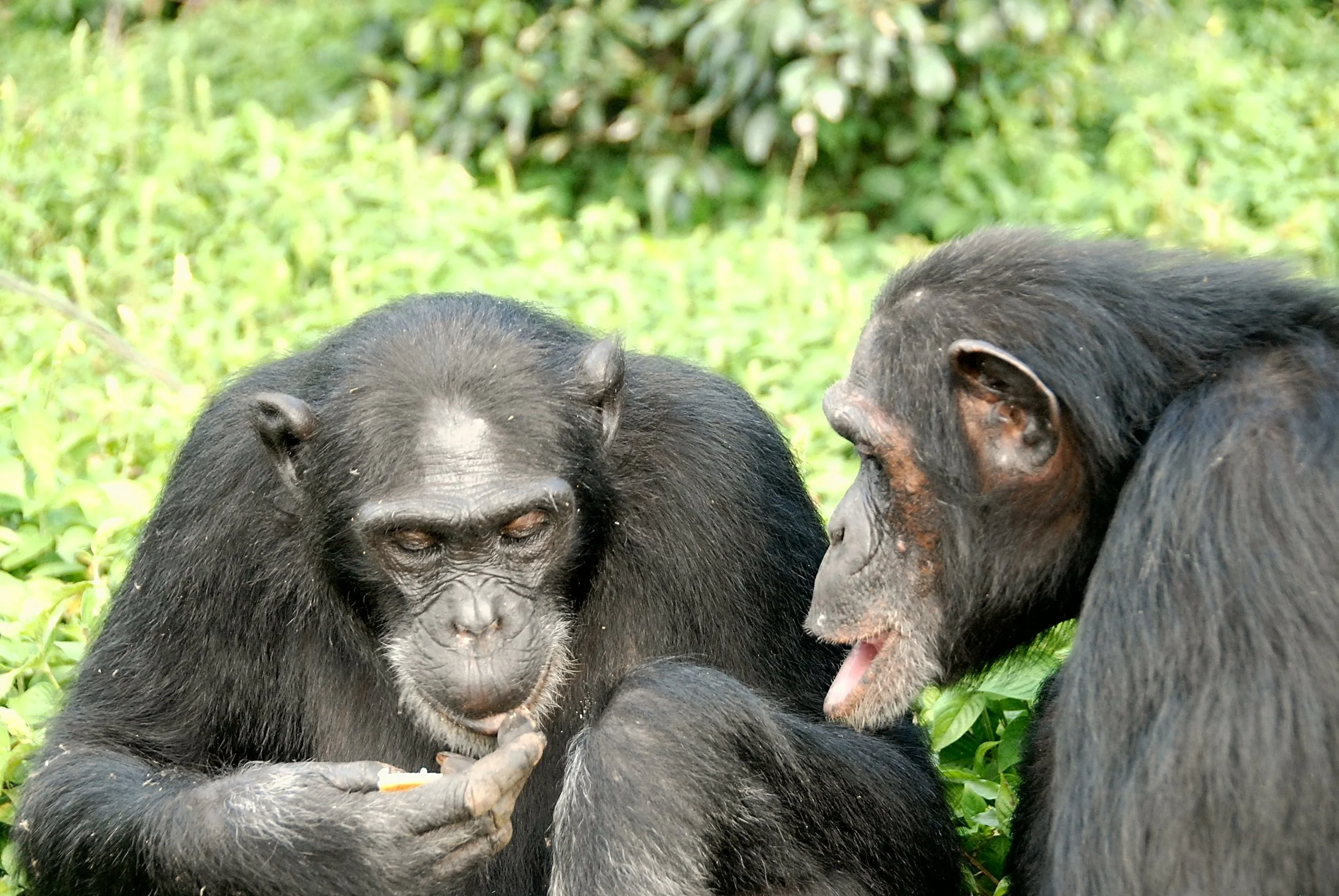 @Melis_Chimpanzees sharing