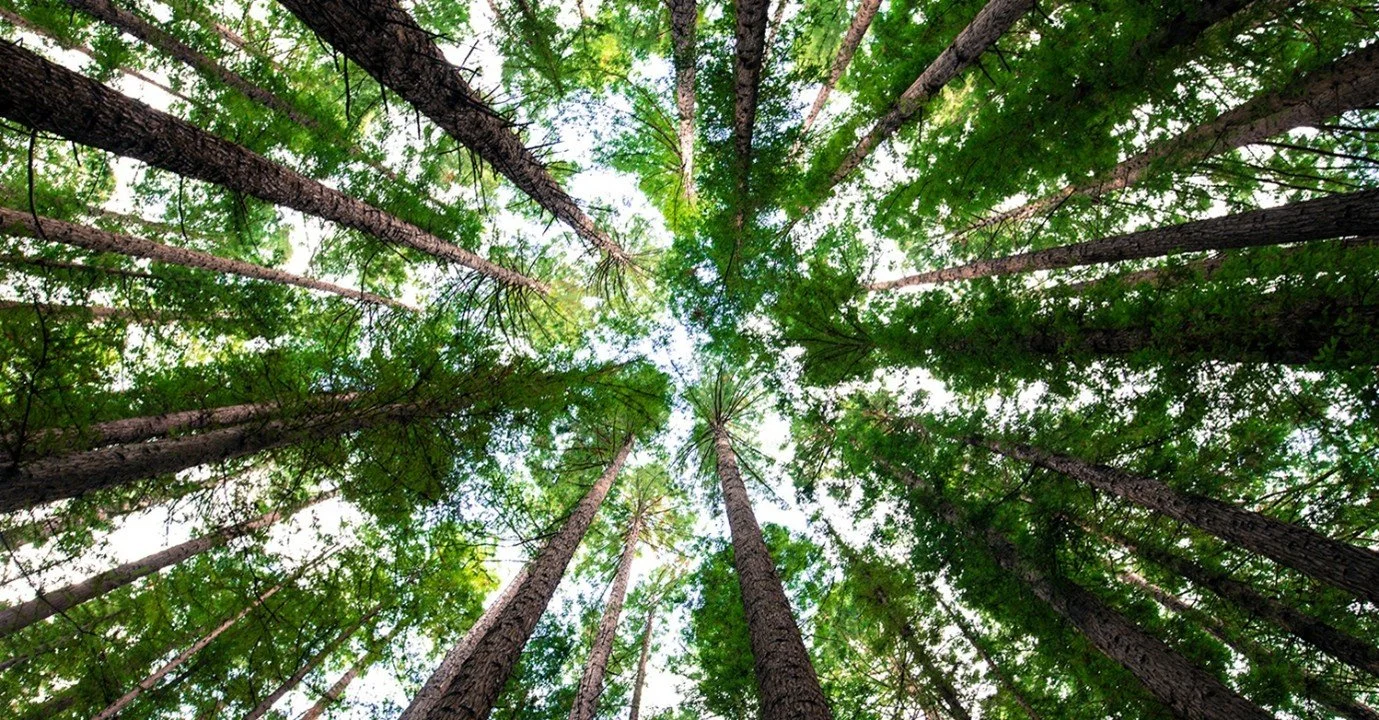 Compulsory climate-related reporting for large NZ businesses