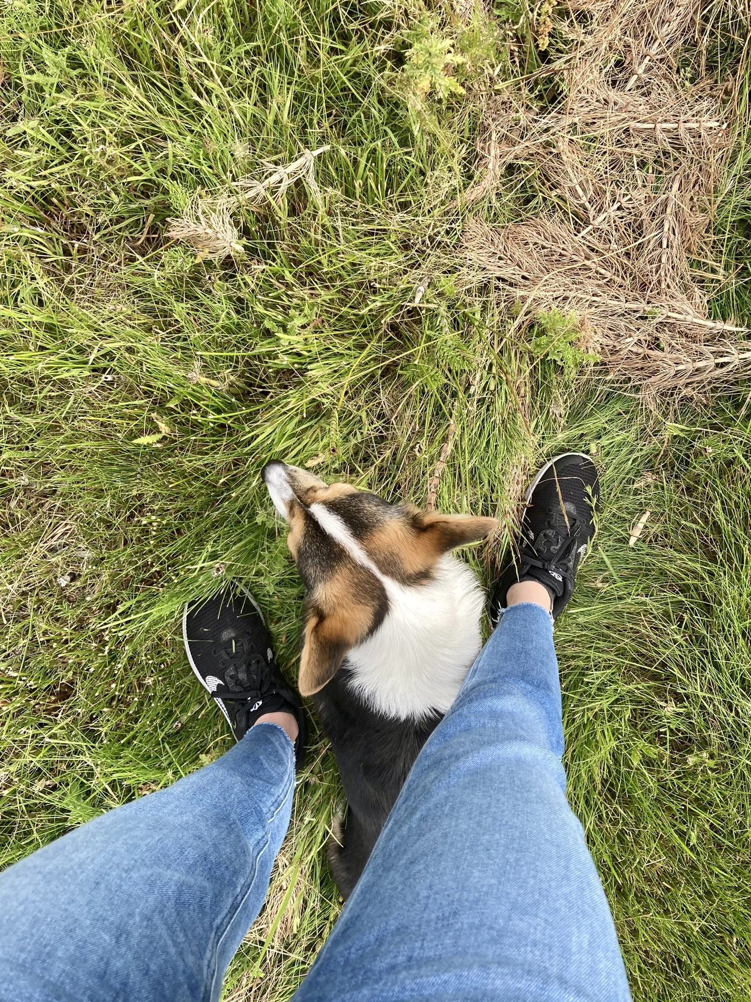 Basic obedience training for your dog