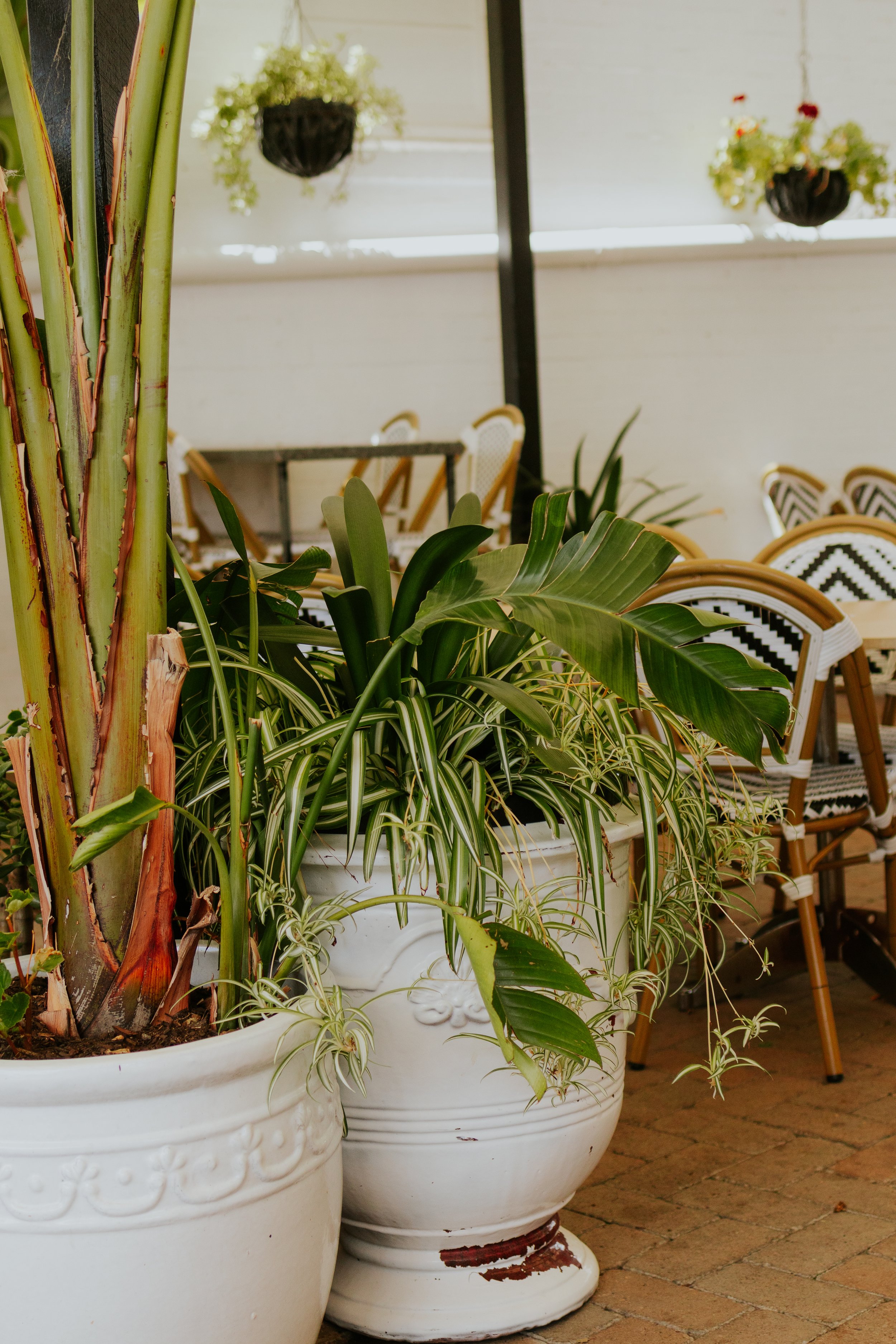 Indoor patio with large potted plants and chairs.