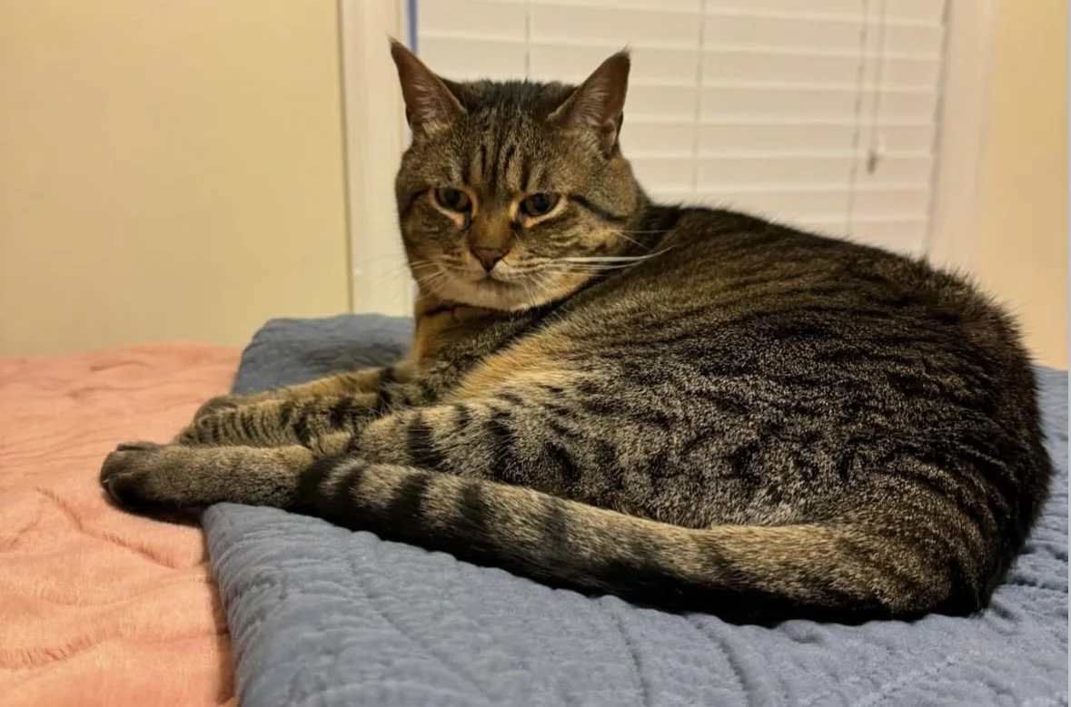 A tabby cat lying on a bed with a pink and blue quilt, looking at the camera indoors near a window with closed blinds.
