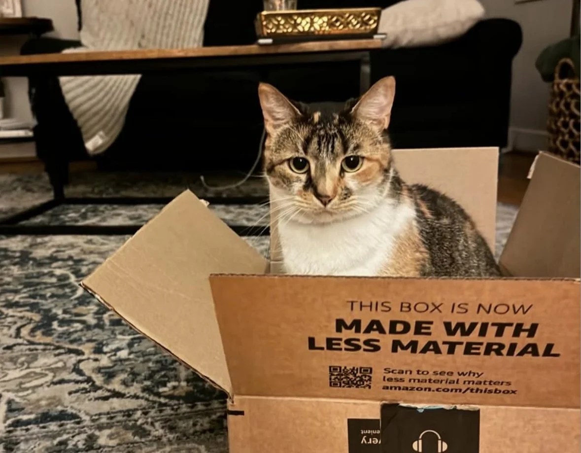 A tabby cat sitting inside a cardboard box on a patterned rug in a living room.