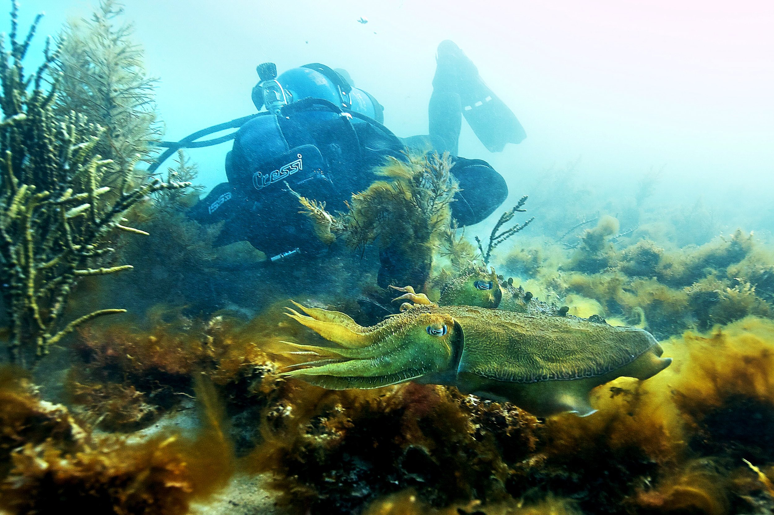 A scuba diver observing a large octopus among coral and aquatic vegetation underwater.