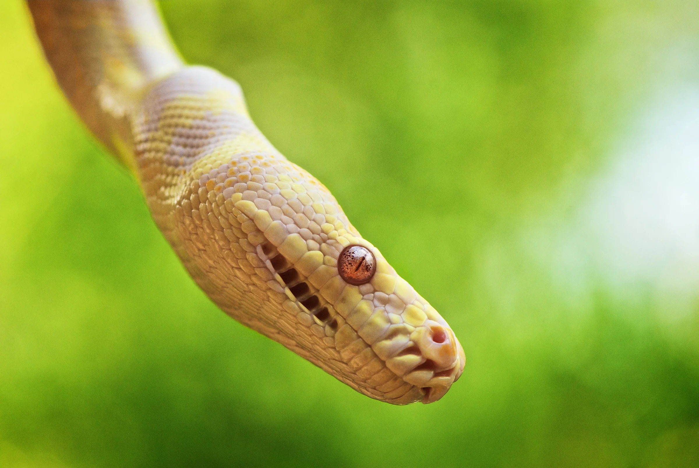 Close-up of a yellow snake with textured scales against a green blurred background.
