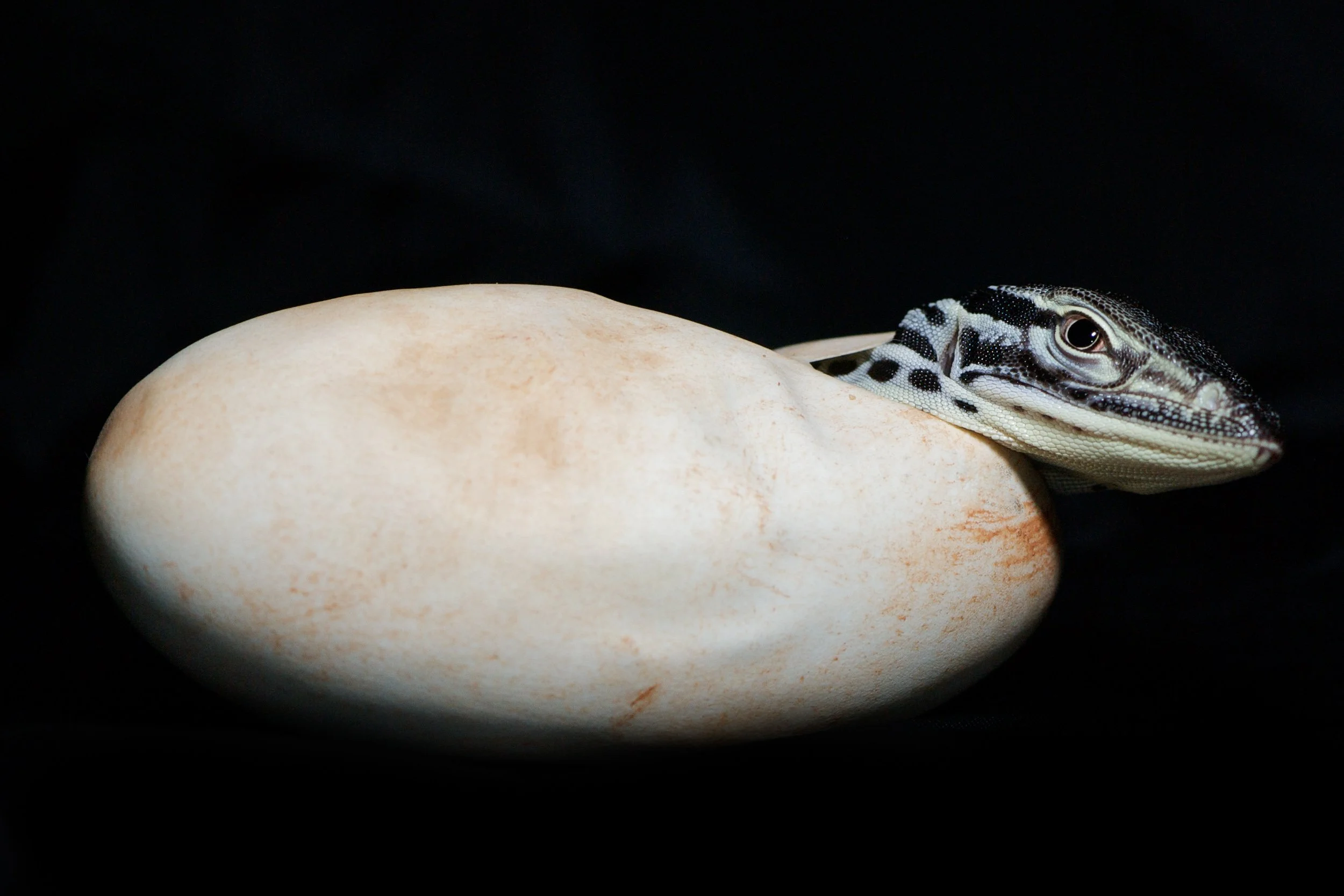 A small lizard with black and white markings resting on a large, smooth, beige egg against a black background.