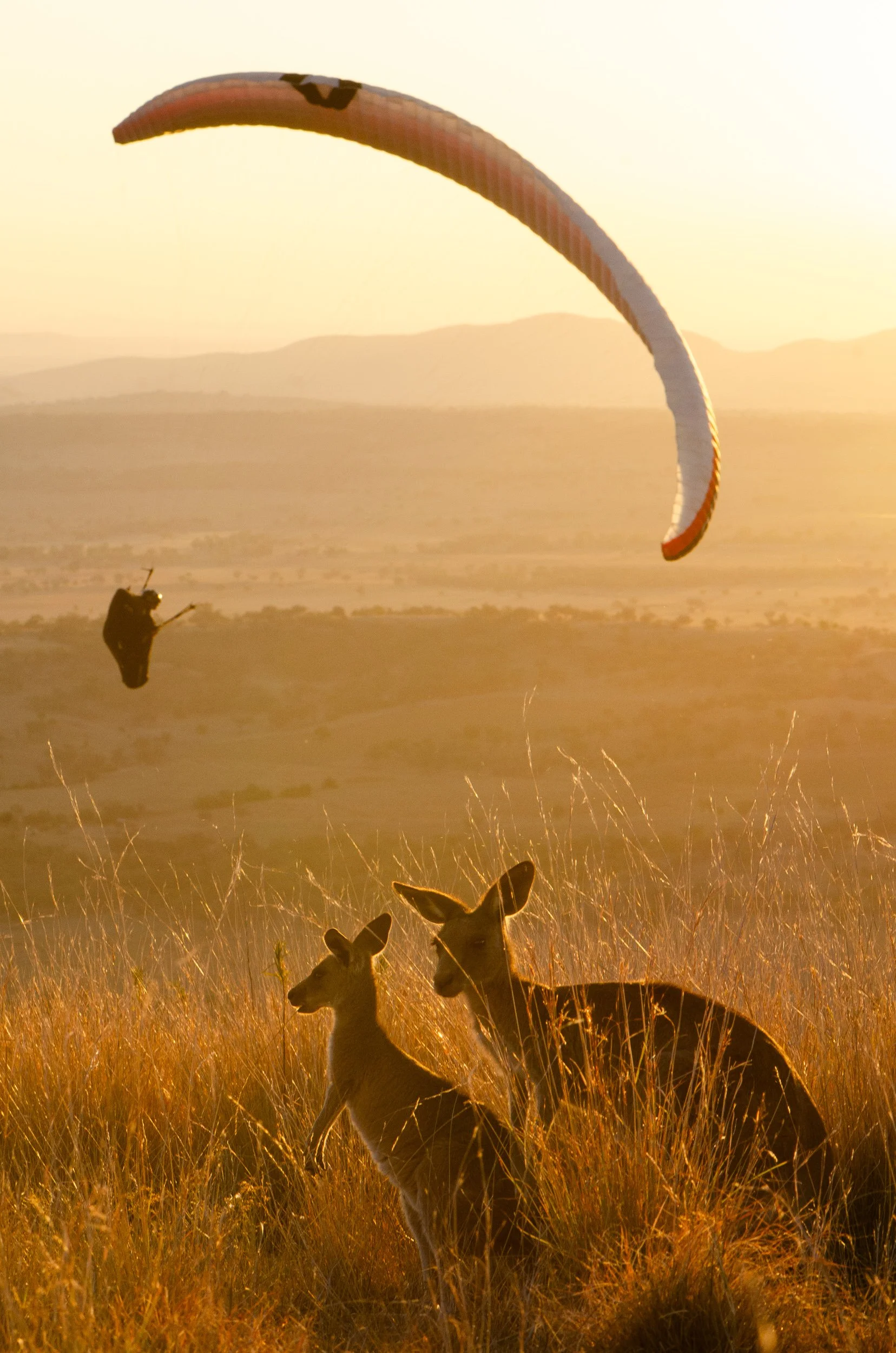 Kangaroo joeys in grass with a paragliding rider in the background at sunset.