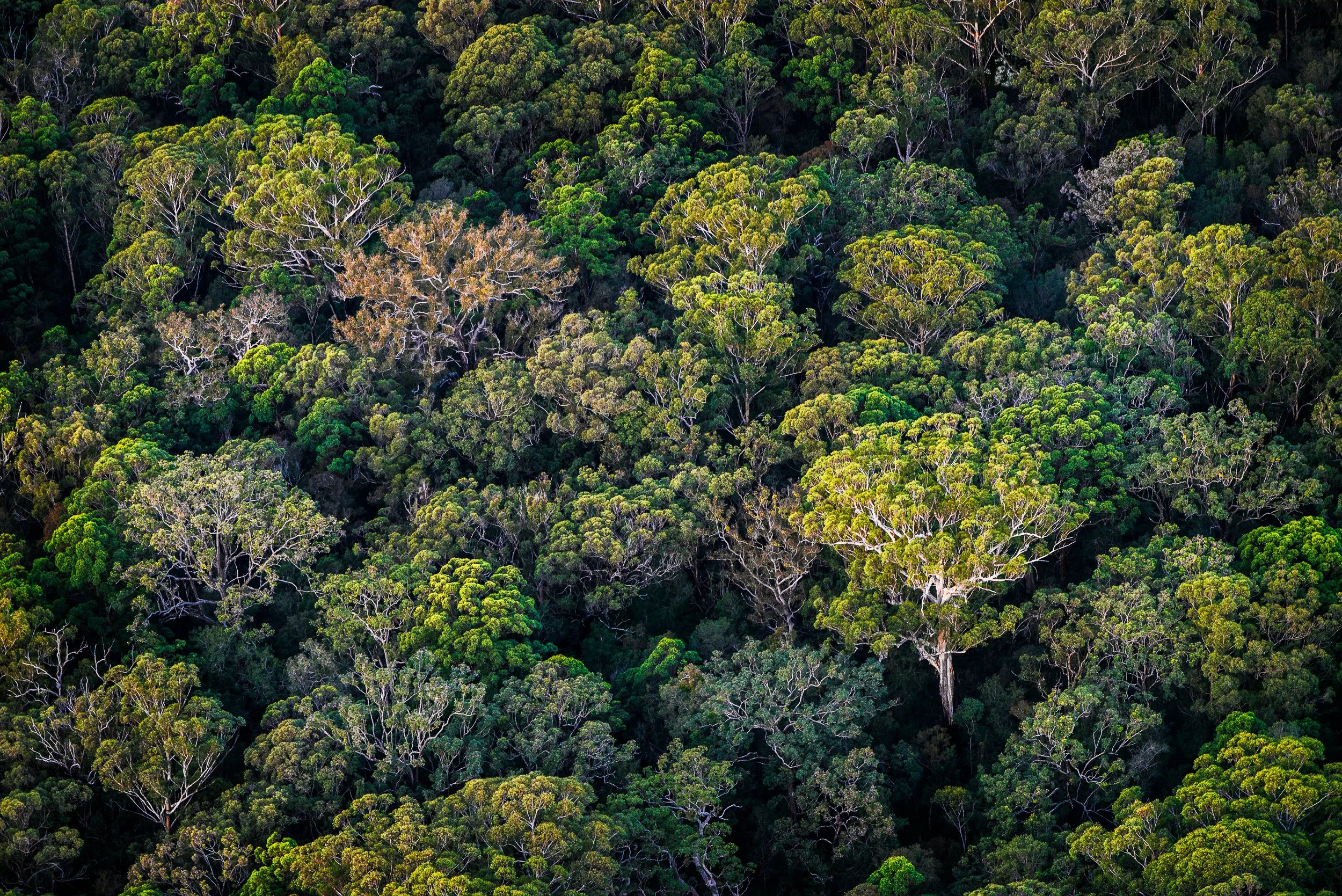 Aerial view of a dense green forest with various tree species and canopy layers.