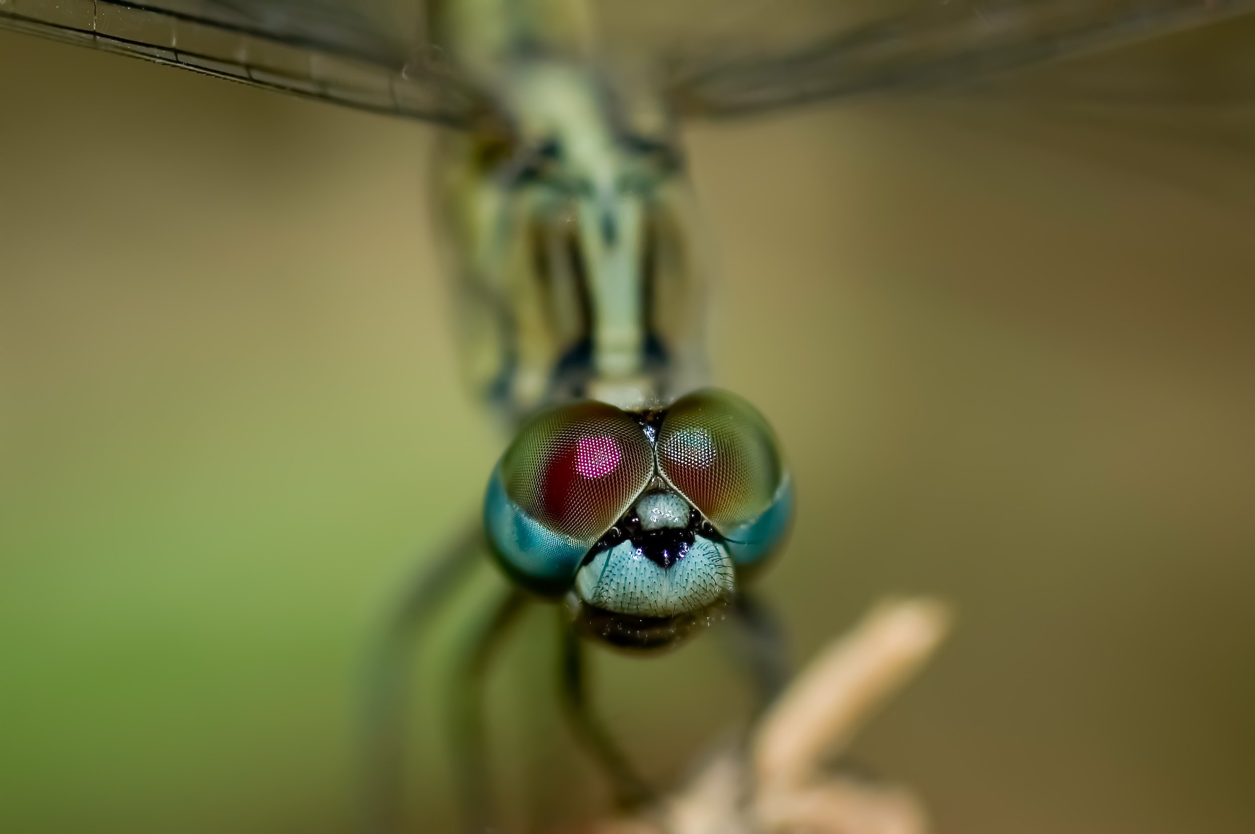 Close-up of a dragonfly's head with large, multi-colored compound eyes.