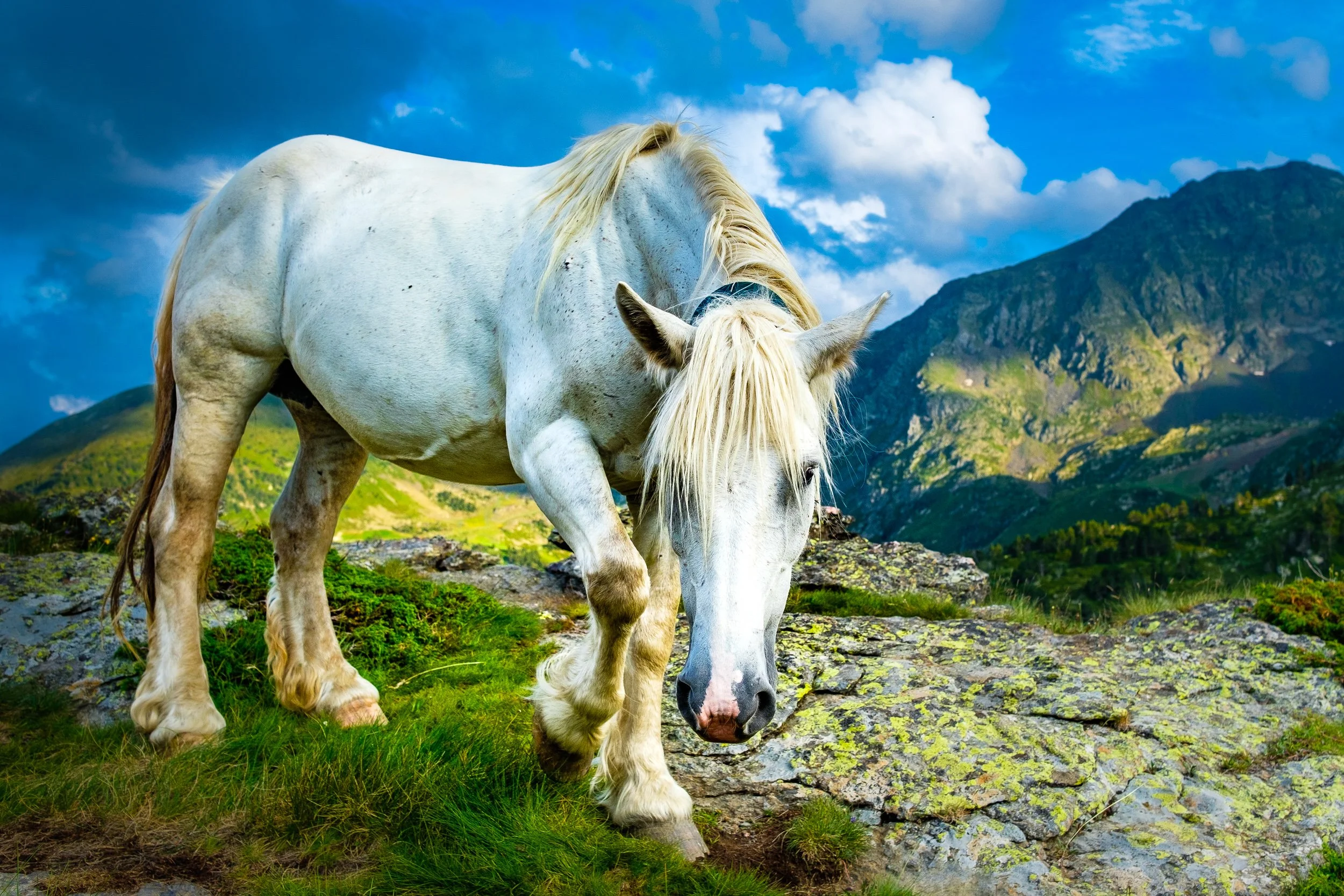 A white horse with a flowing mane standing on rocky terrain in a green hilly landscape with mountains and a blue sky with clouds.