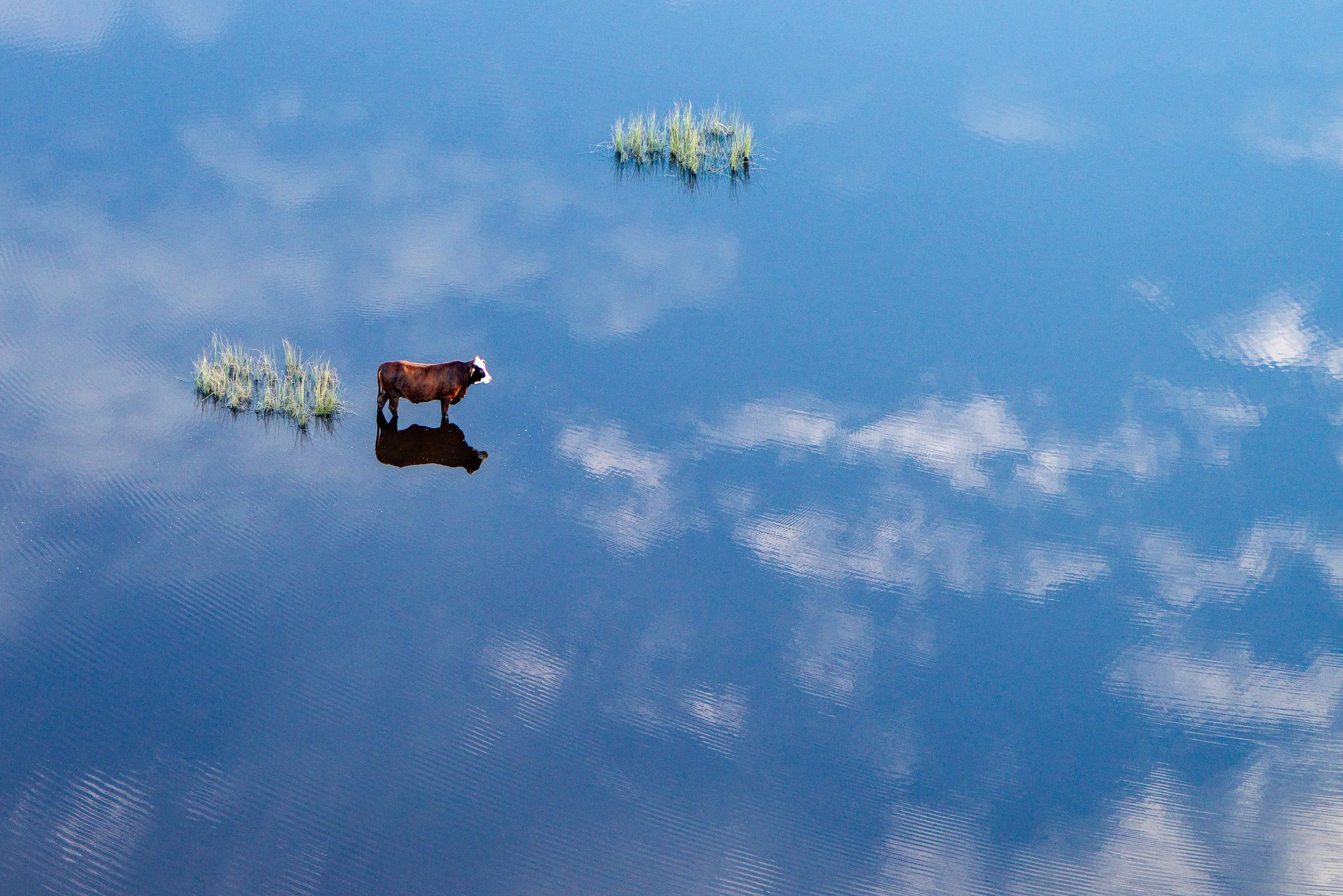 A cow standing in shallow water with patches of grass, reflecting the sky and clouds above.