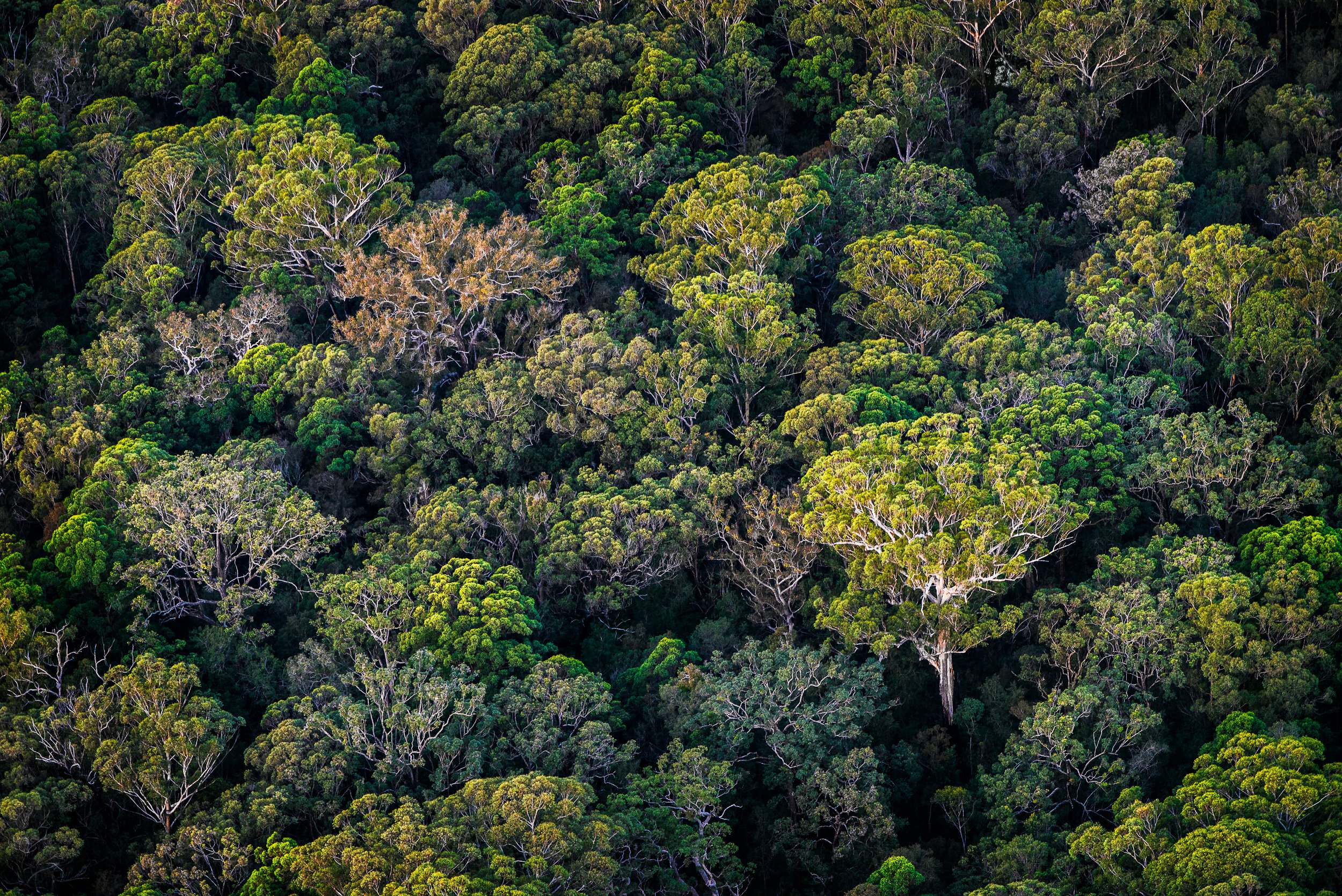 Aerial view of a dense tropical rainforest with tall green trees.