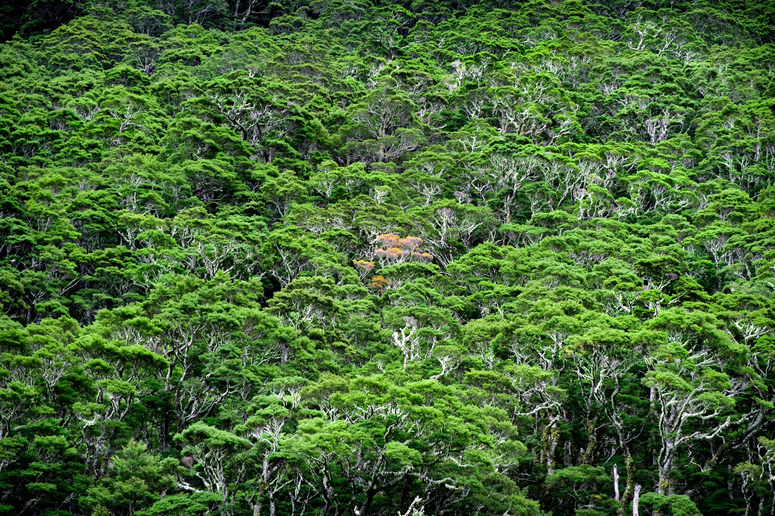 Dense green forest with numerous trees.