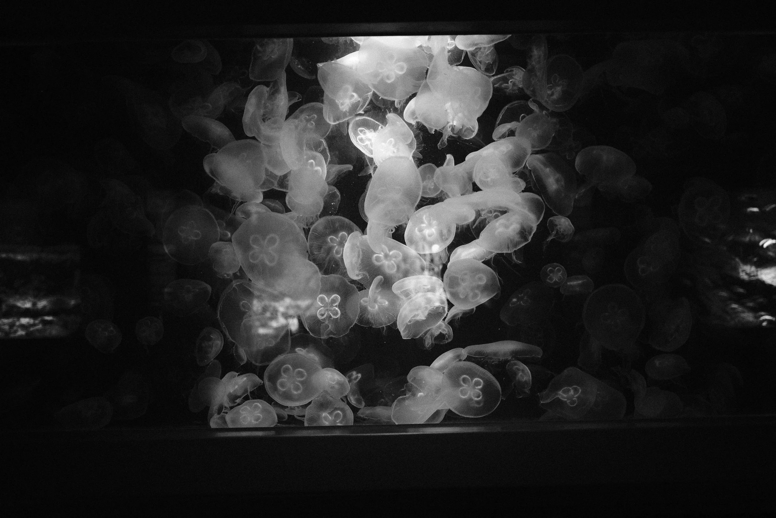 A black-and-white photograph of numerous jellyfish swimming in an aquarium tank with a dark background.