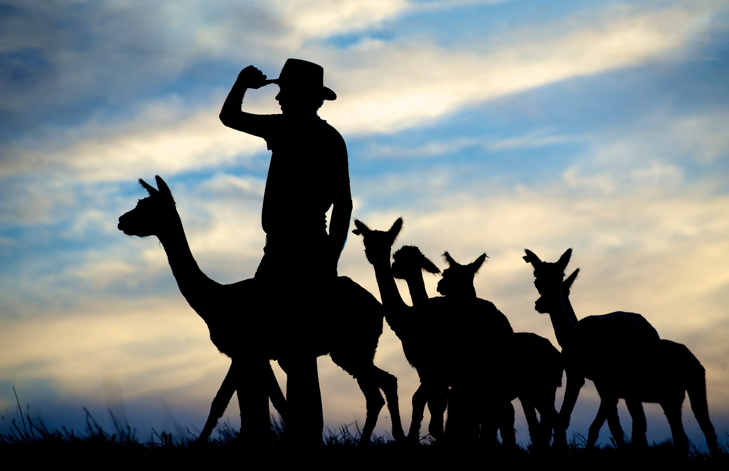 Silhouetted person wearing a hat riding a llama, surrounded by other llamas or alpacas, against a cloudy sky.