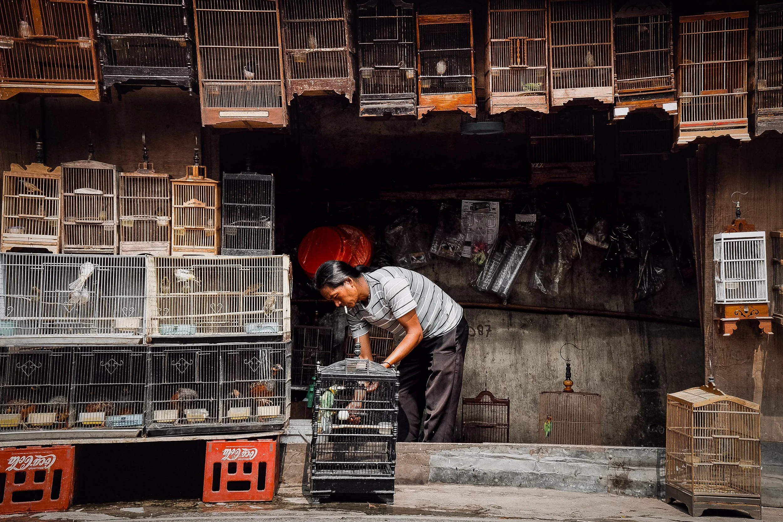 A man in a striped shirt placing a bird inside a cage on a sidewalk with multiple bird cages stacked behind him and on the wall, some containing birds and others empty.