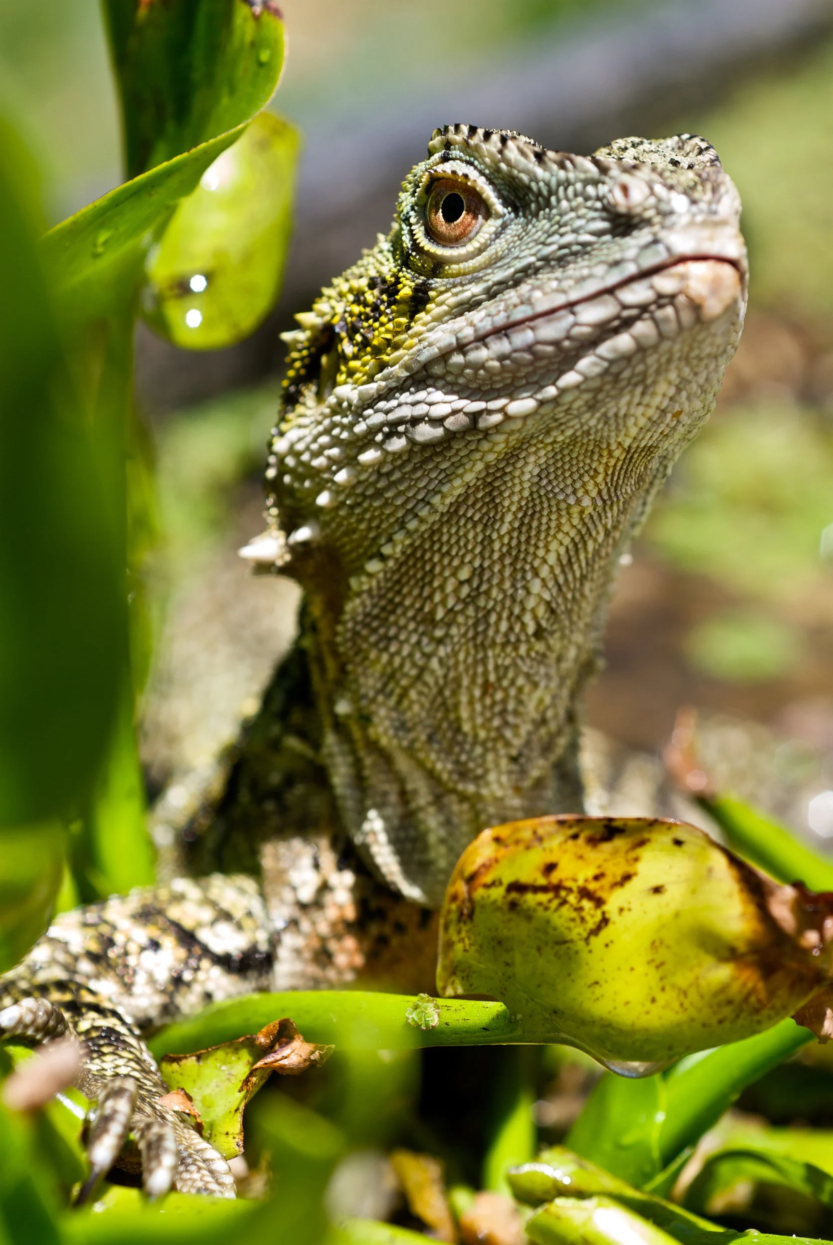 Close-up of a green lizard with textured skin and a yellow-spotted head, surrounded by green and yellow leaves.