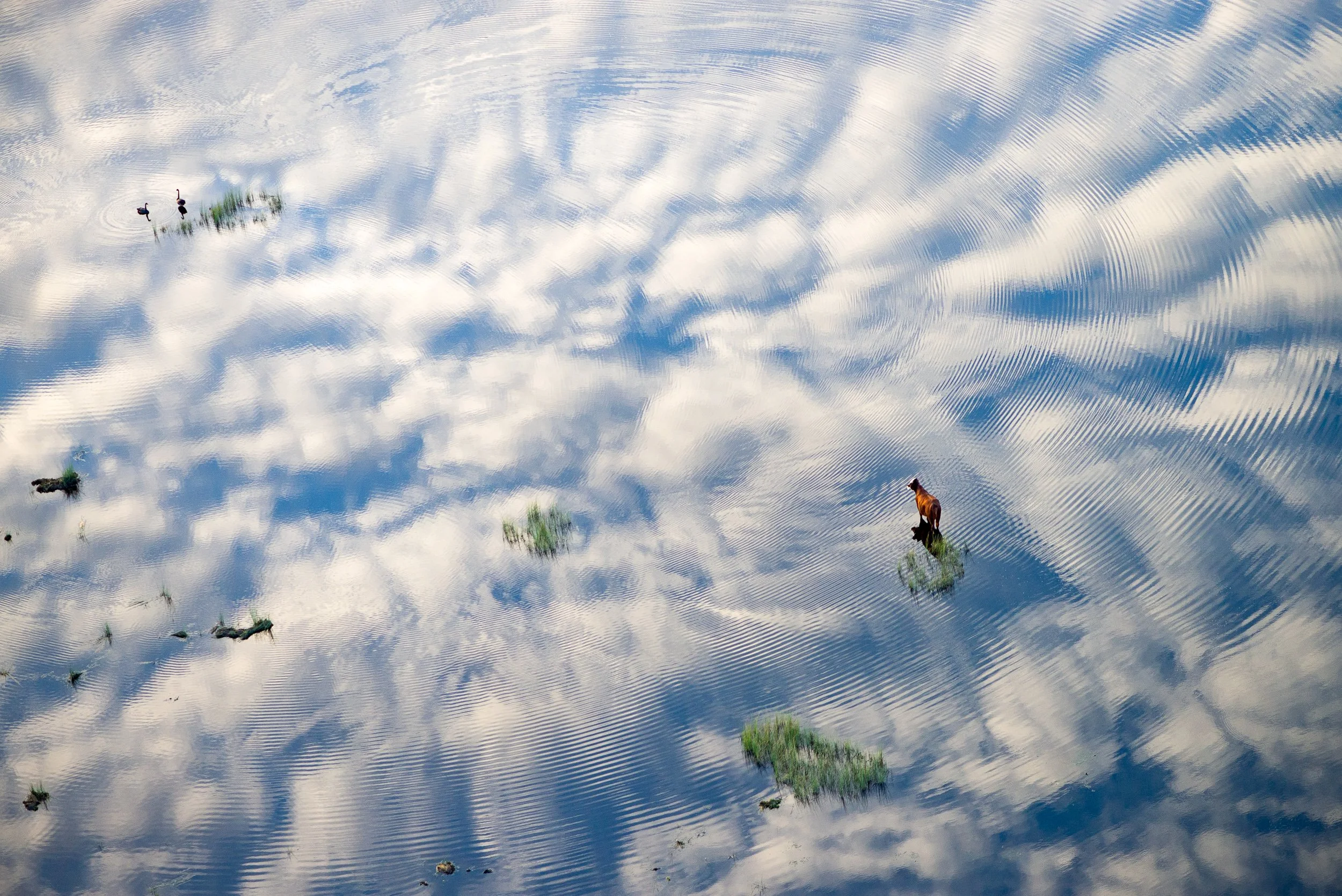 A body of water reflecting the blue sky and white clouds, with a dog riding a small boat and ripples in the water creating a pattern.