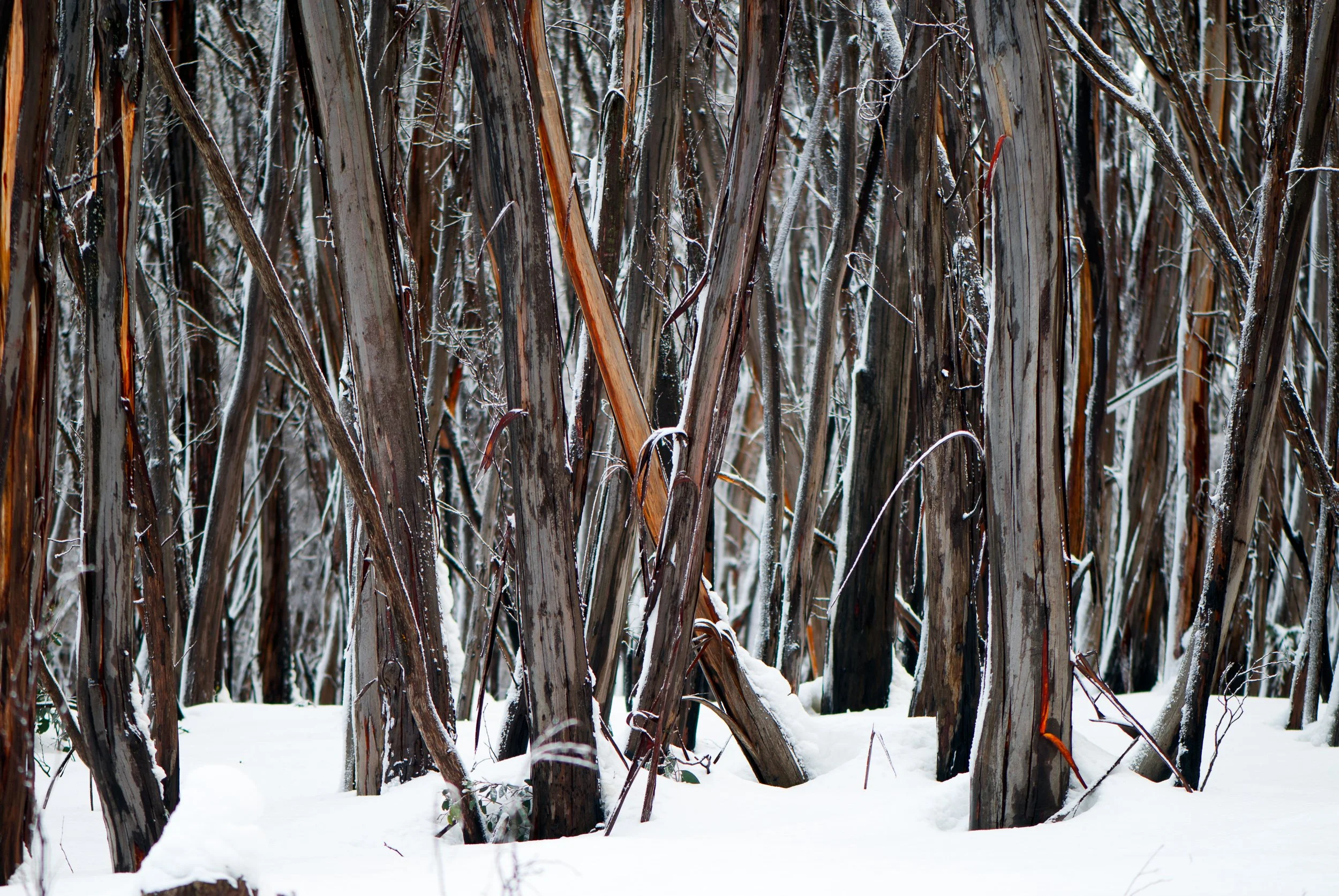 Snow-covered forest with tall, brown, peeling tree trunks and sparse snow on the ground.