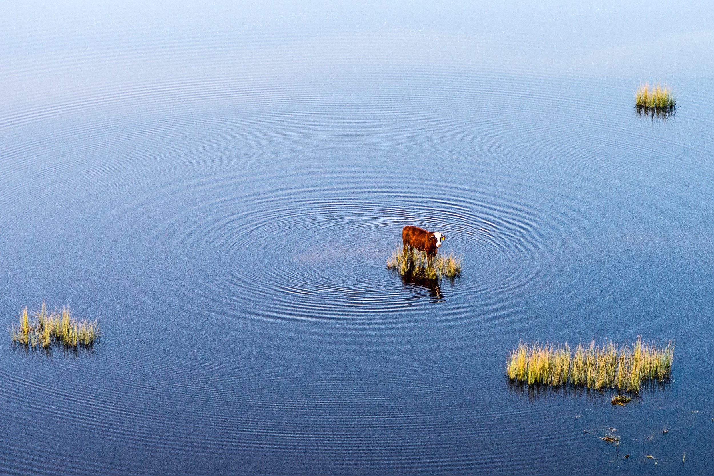 A cow standing on small patches of grass in a calm blue lake, creating ripples around it.